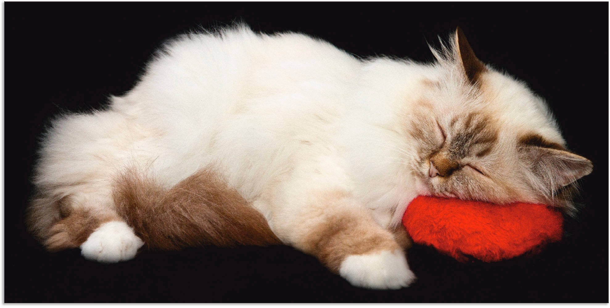 Image of Artland Wandbild »Müde Katze«, Haustiere, (1 St.), in vielen Grössen & Produktarten - Alubild / Outdoorbild für den Aussenbereich, Leinwandbild, Poster, Wandaufkleber / Wandtattoo auch für Badezimmer geeignet bei Ackermann Versand Schweiz