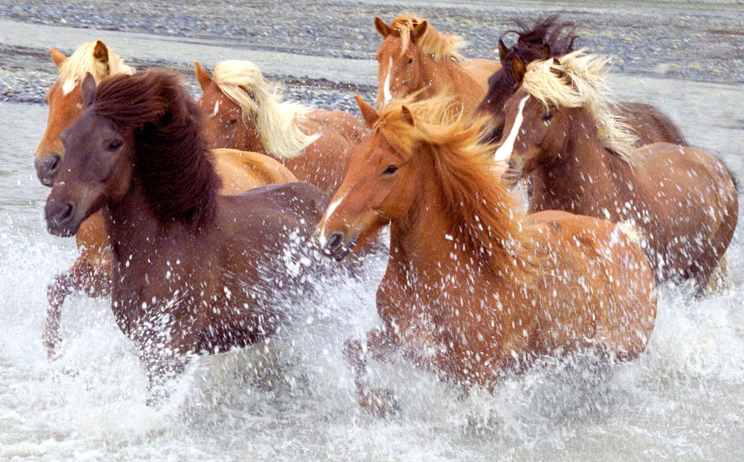 Image of Papermoon Fototapete "ISLAND-PFERDE-PONY FLUSS INSEL STRAND MEER TIER NATUR"