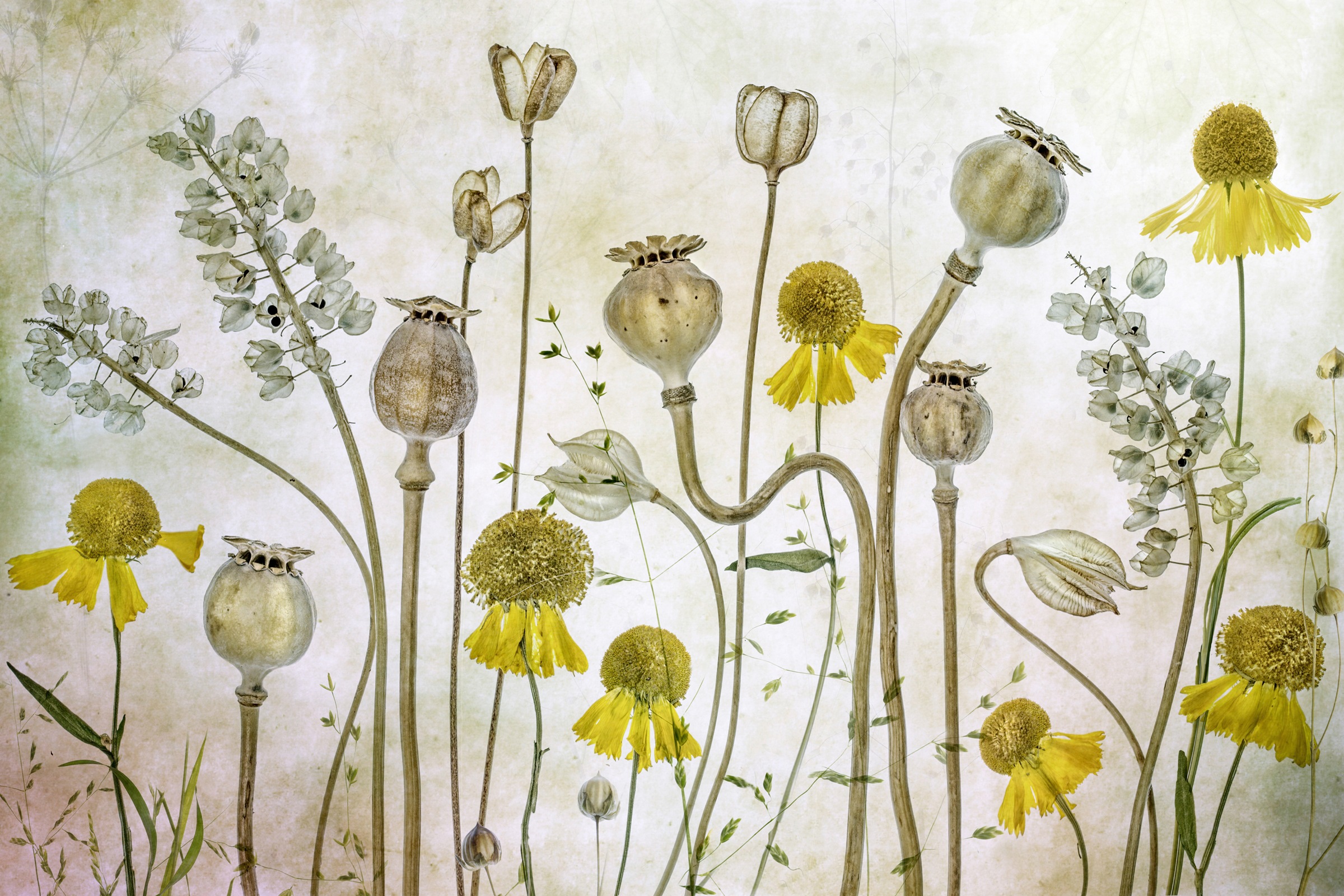 Image of Papermoon Fototapete »Photo-Art MANDY DISHER, MOHNBLUMEN UND HELENIUM«, Vliestapete, hochwertiger Digitaldruck, inklusive Kleister bei Ackermann Versand Schweiz