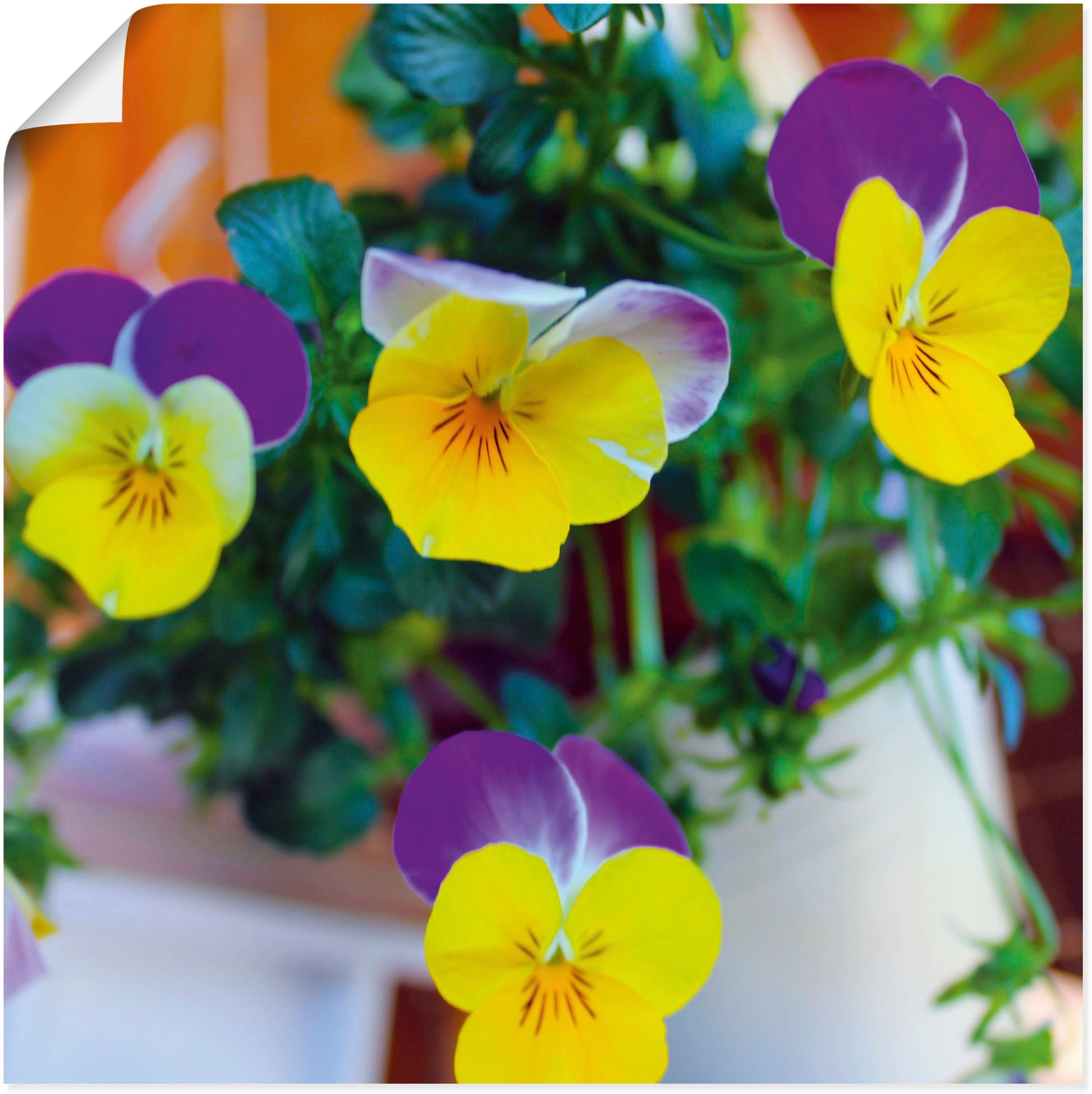 Image of Artland Wandbild »Hornveilchen«, Blumenbilder, (1 St.), in vielen Grössen & Produktarten - Alubild / Outdoorbild für den Aussenbereich, Leinwandbild, Poster, Wandaufkleber / Wandtattoo auch für Badezimmer geeignet bei Ackermann Versand Schweiz