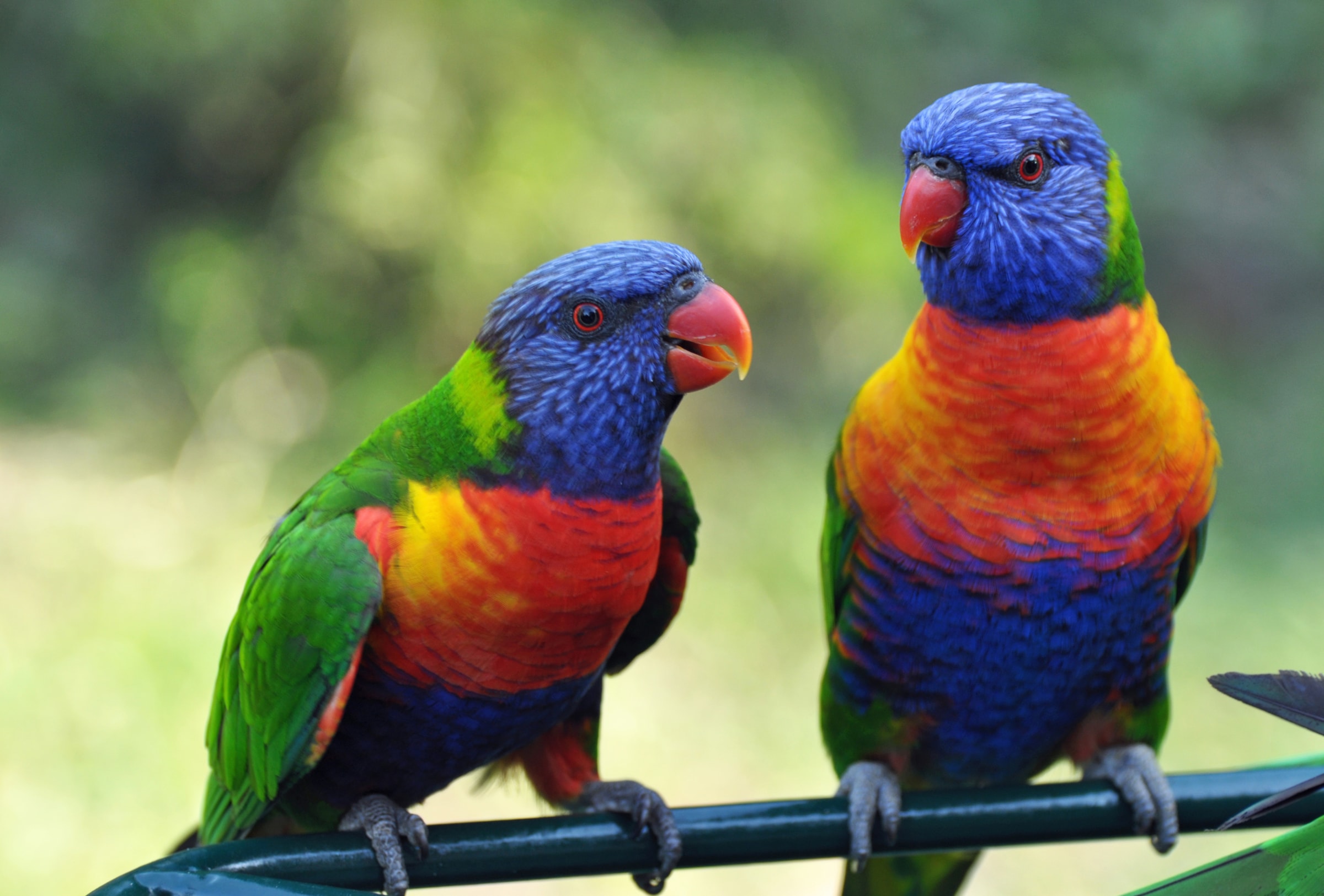 Image of Papermoon Fototapete "Rainbow Lorikeets Birds" glatt