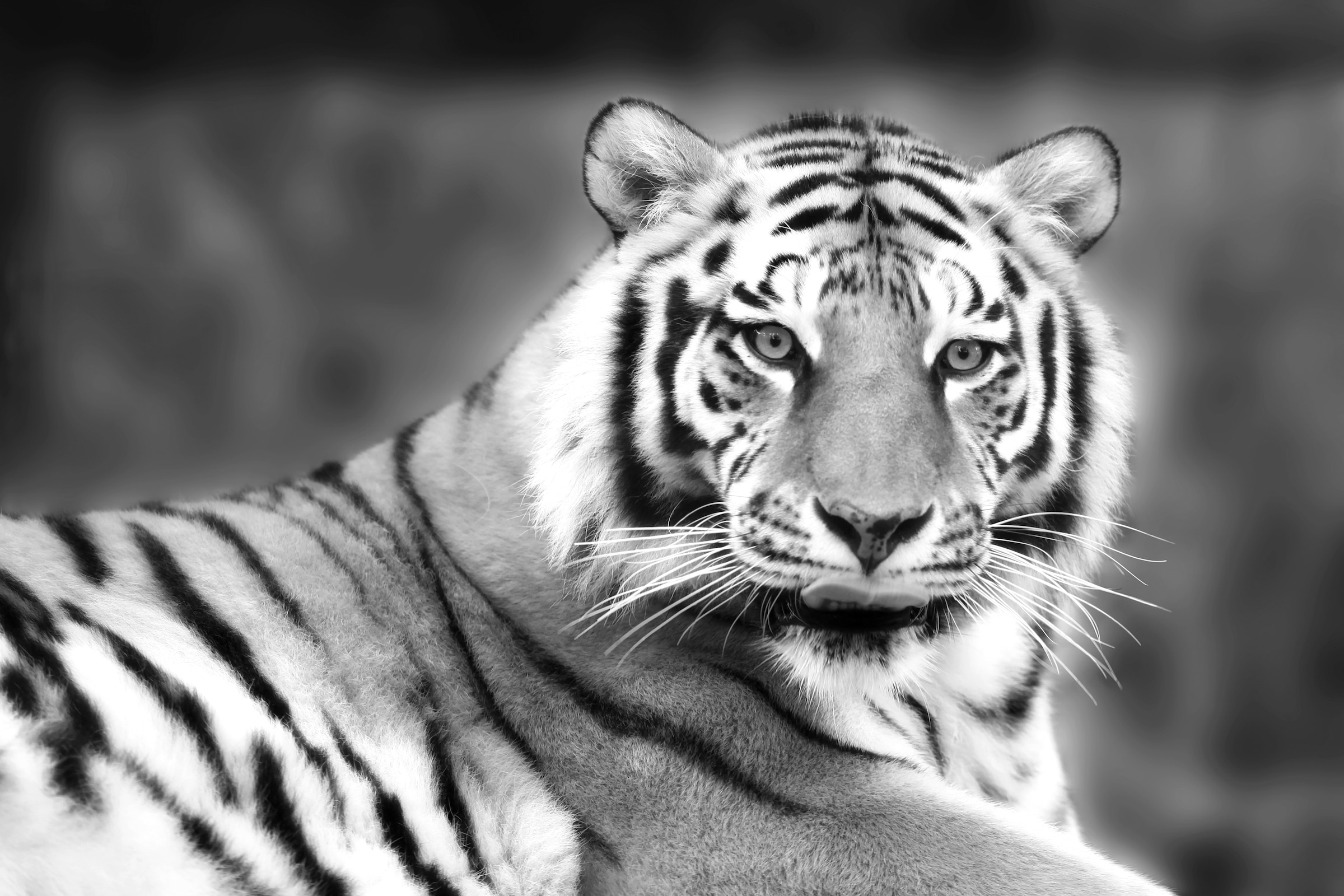 Image of Papermoon Fototapete "Tiger Schwarz & Weiss"