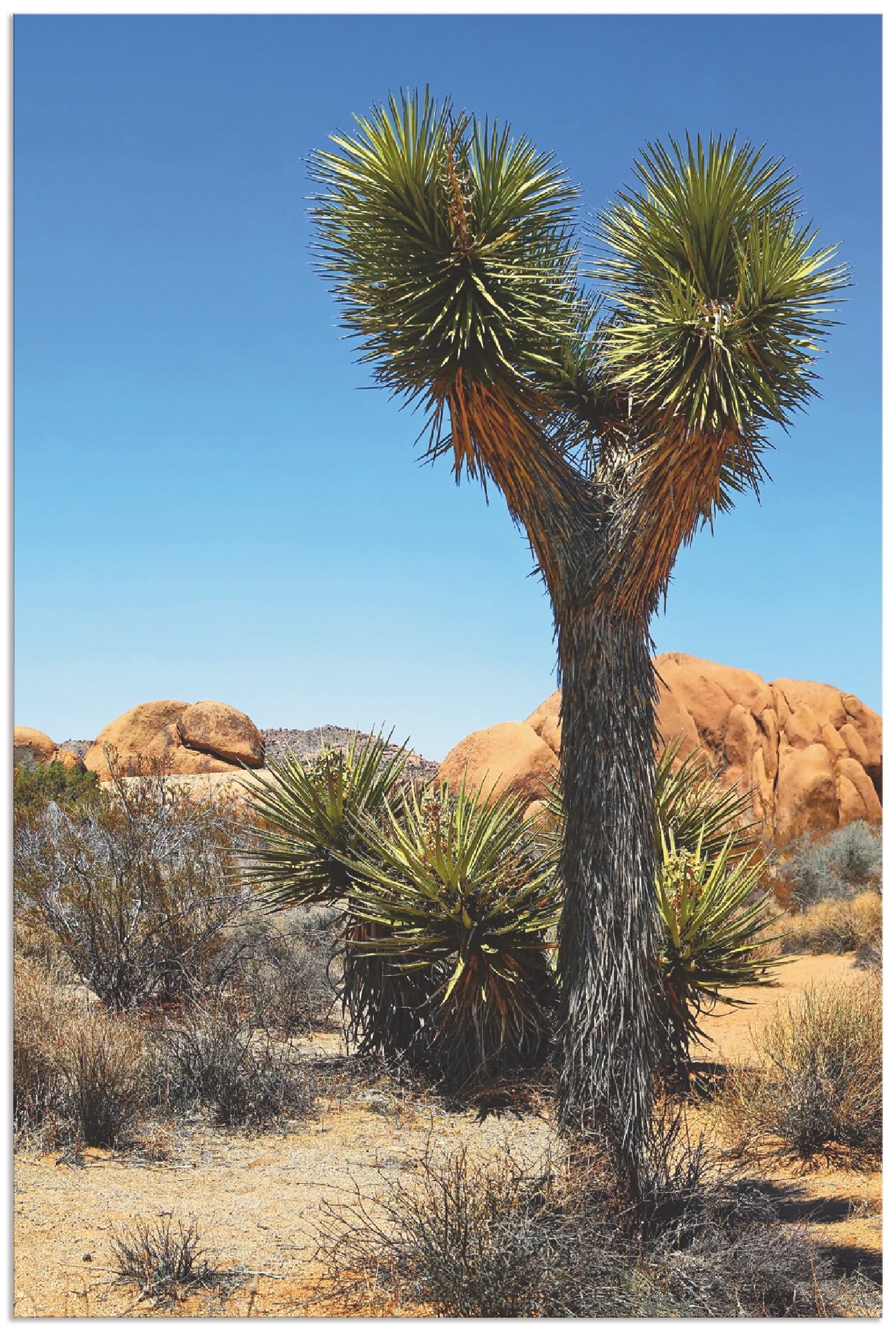 Image of Artland Wandbild »Joshua Tree in der Mojave Wüste II«, Wüste, (1 St.), in vielen Grössen & Produktarten - Alubild / Outdoorbild für den Aussenbereich, Leinwandbild, Poster, Wandaufkleber / Wandtattoo auch für Badezimmer geeignet bei Ackermann Versand Schw