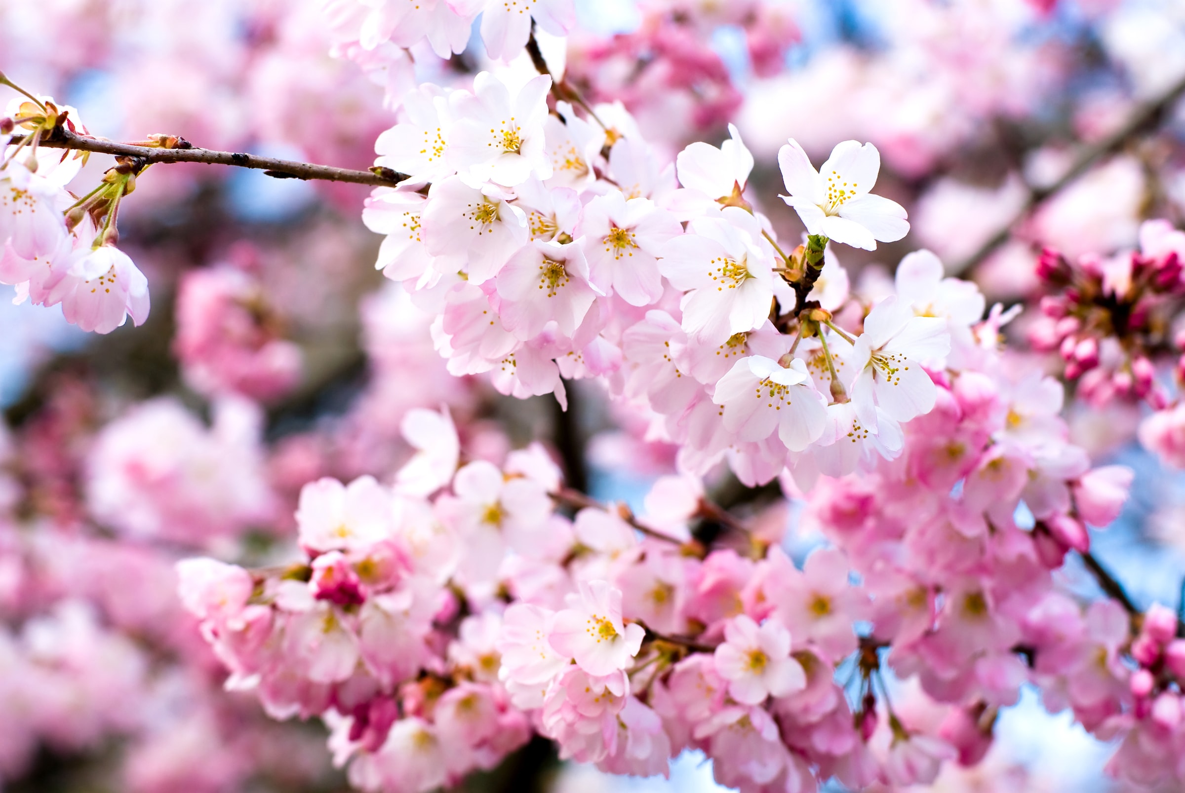 Image of Papermoon Fototapete "Cherry Blossoms" glatt