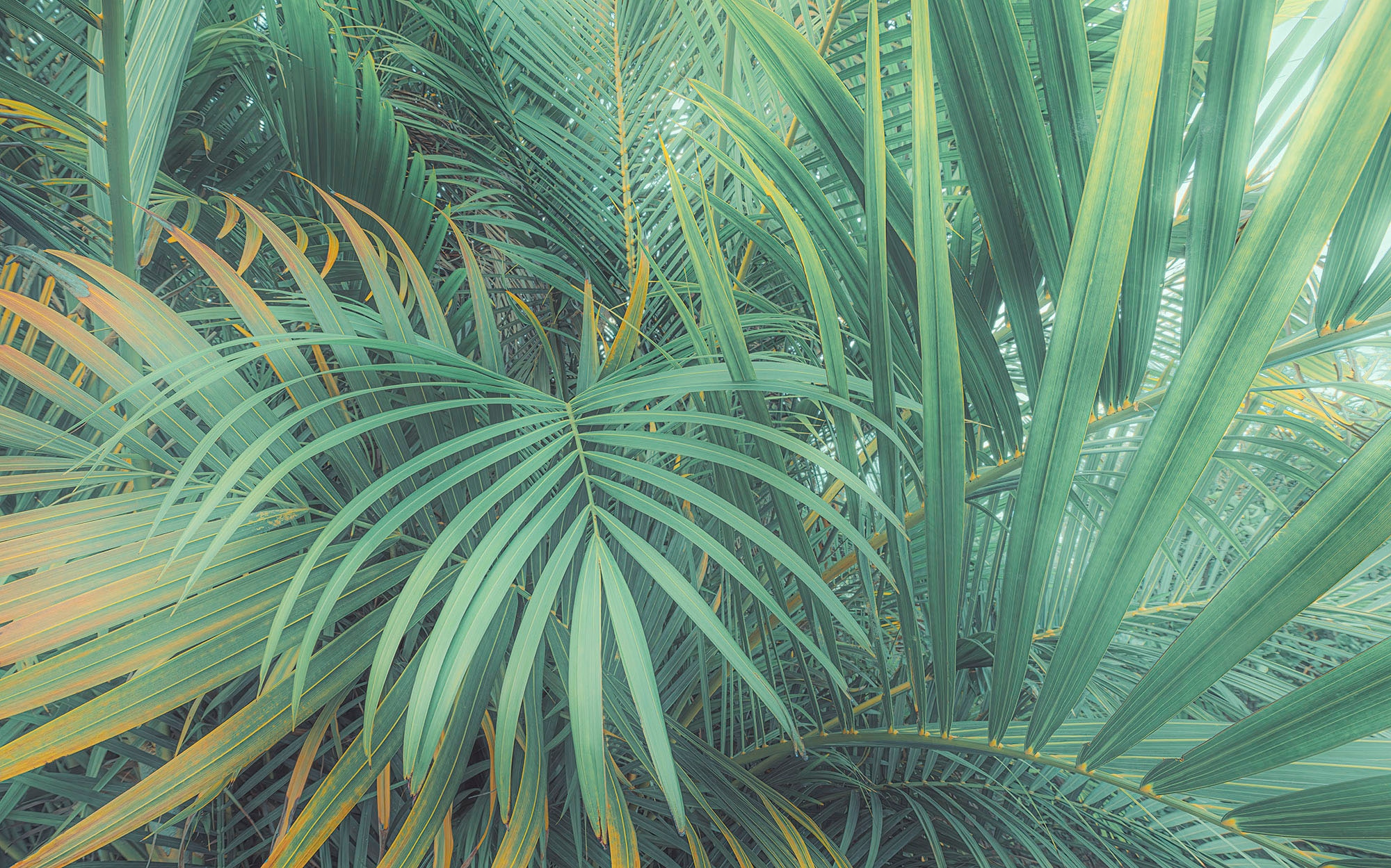 Komar Fototapete »Digitaldruck Vlies - Foggy Fern - Grösse 400 x 250 cm«, bedruckt, Wohnzimmer, Schlafzimmer