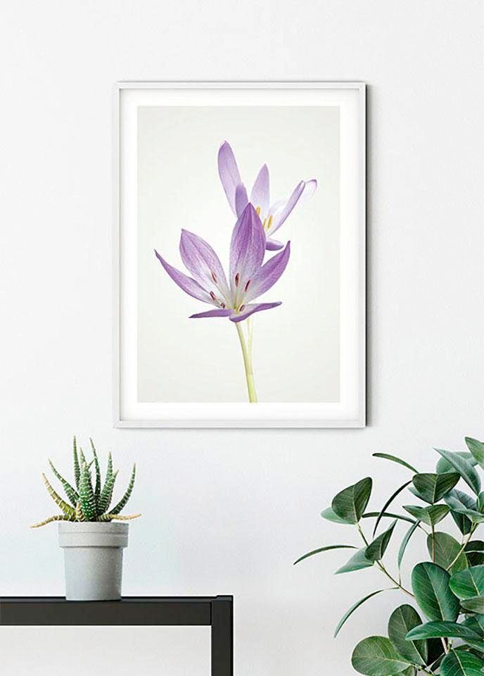 Komar Image »Autumn Crocus« 1 cuis tlg. Wandbild zur Dekoration - ohne Rahmen