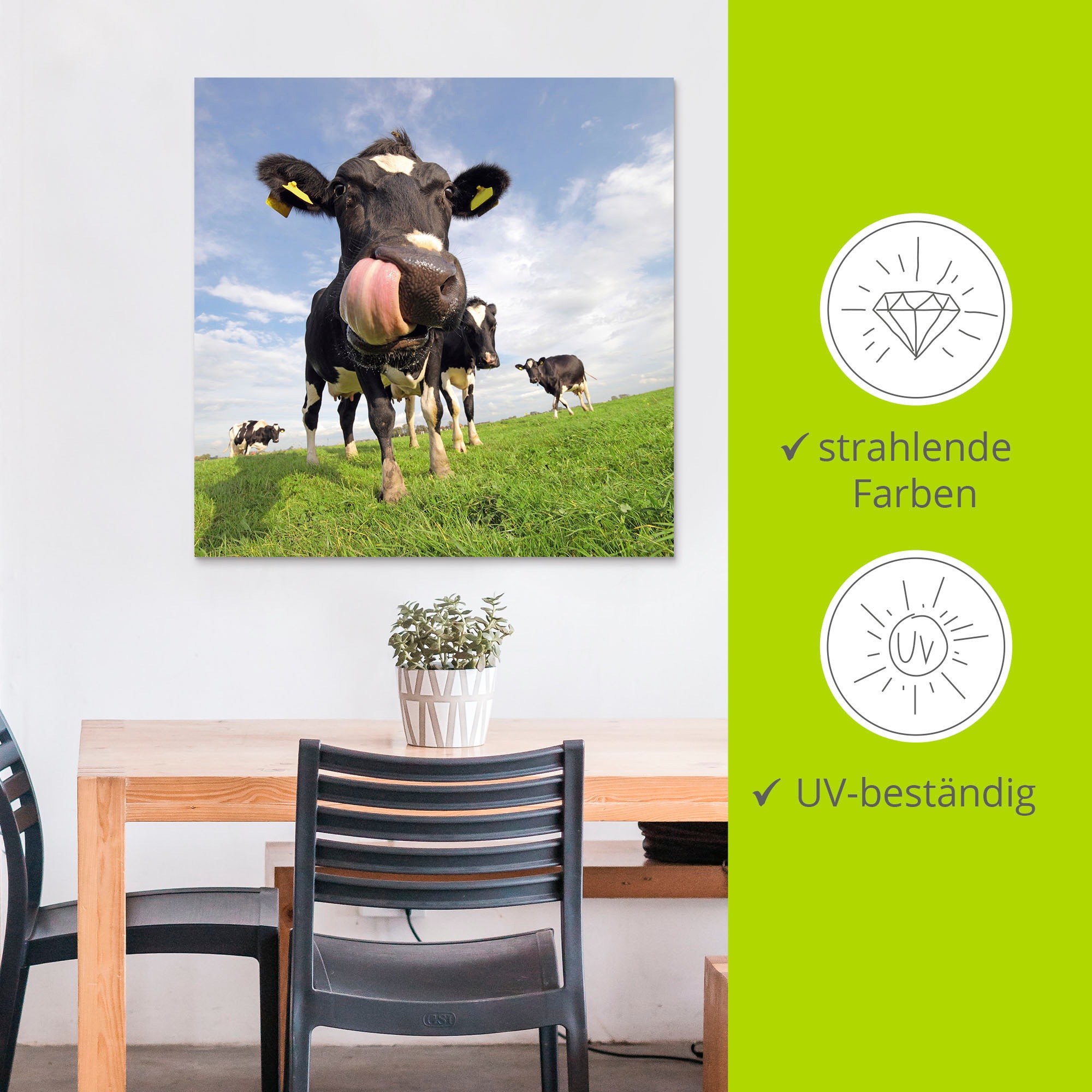 Artland Impression alu-dibond »Holstein-Kuh mit gewaltiger Zunge« 1 cuis tlg. für Innen- und Aussenbereich geeignet, Outdoorbild