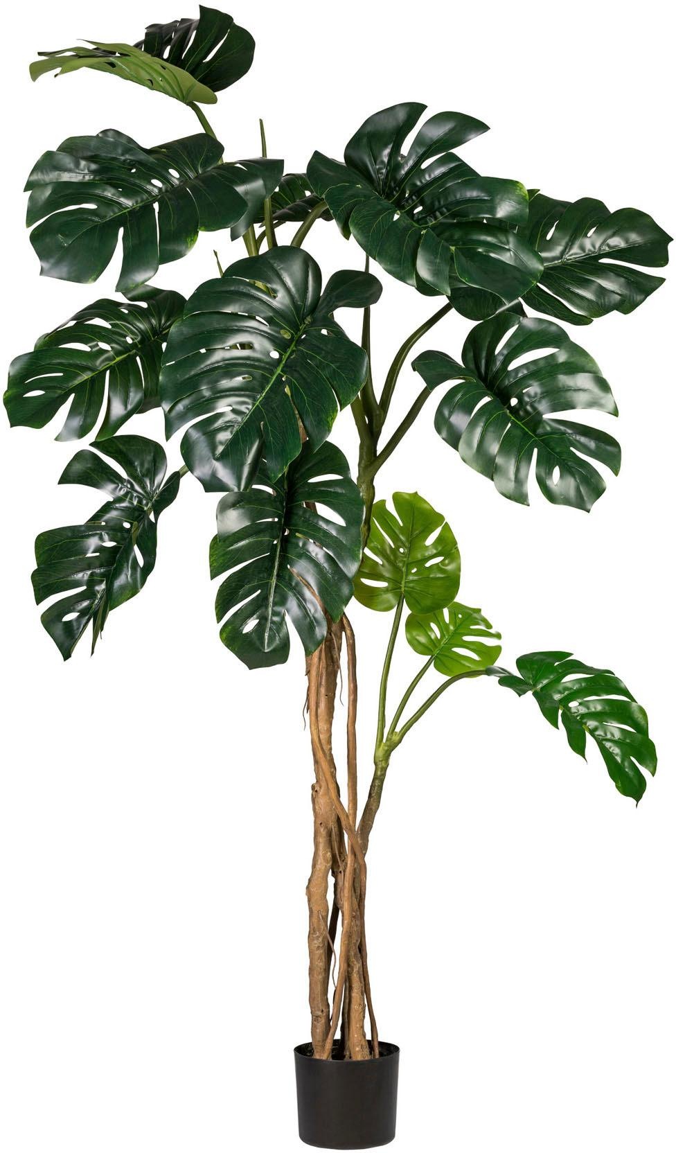 Image of Creativ green Kunstpflanze »Splitphilodendron«, (1 St.) bei Ackermann Versand Schweiz