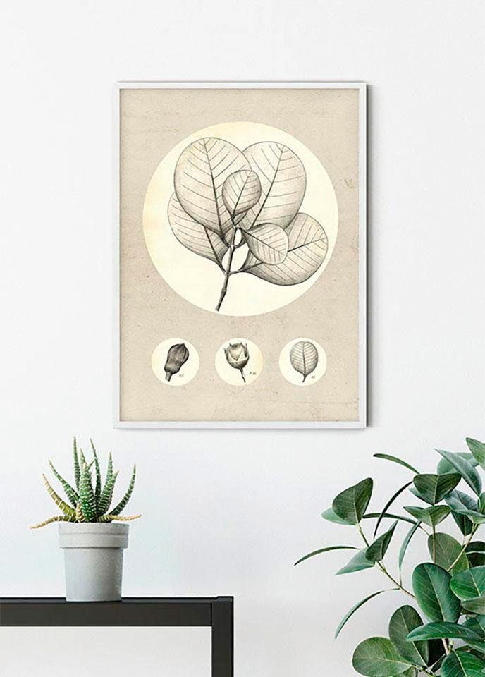 Komar Poster »Transparent Leaf«, Pflanzen-Blätter, (1 St.), Kinderzimmer, Schlafzimmer, Wohnzimmer
