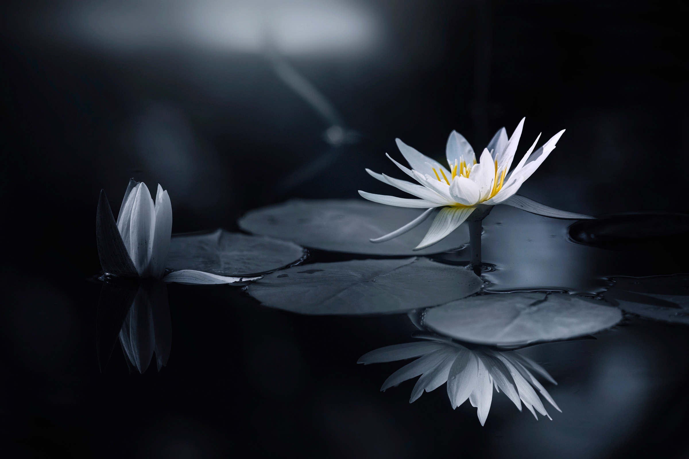 Papermoon Papier peint photo »Photo-Art  TAKASHI SUZUKI, BETRACHTUNG«