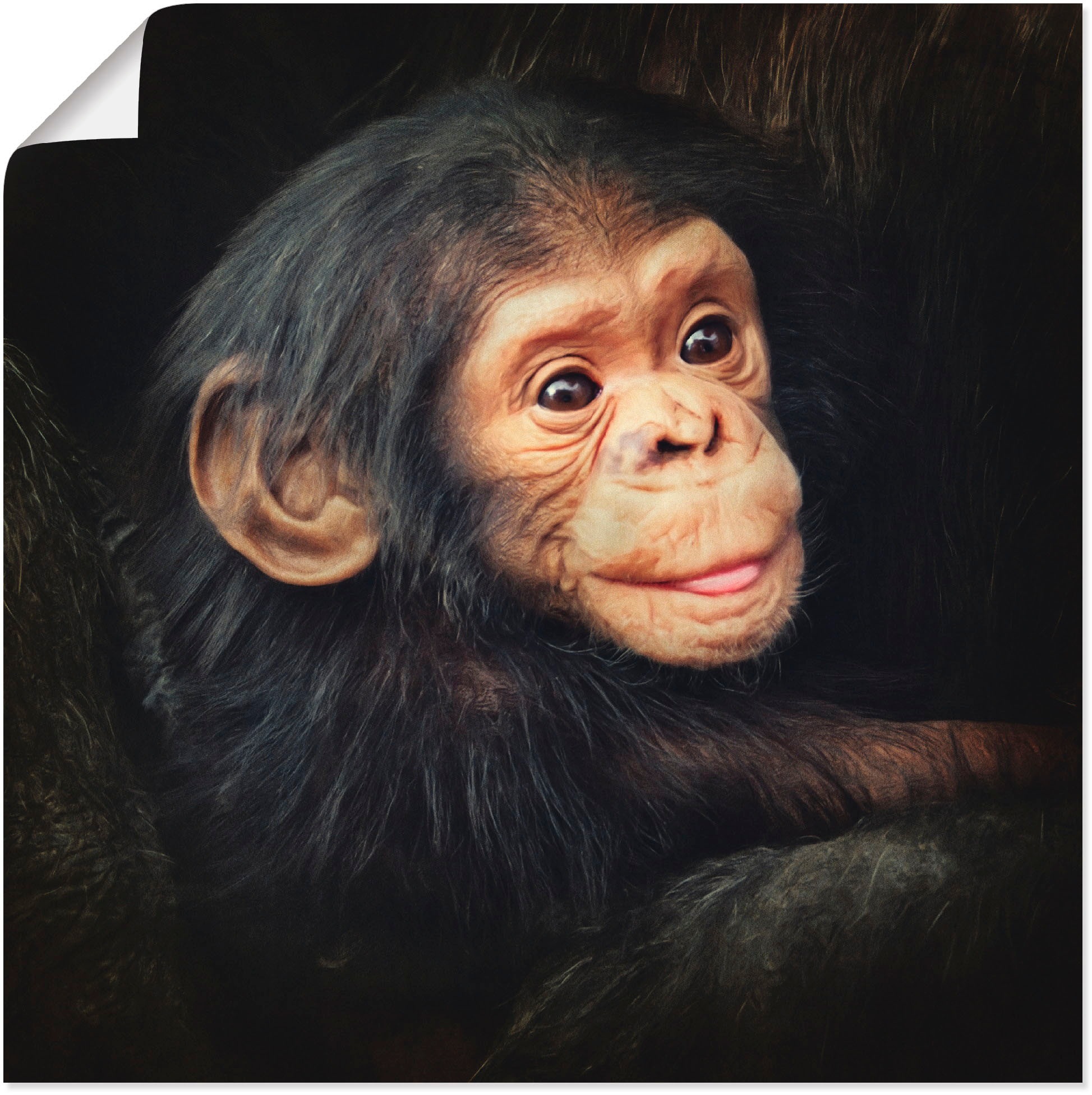 Image of Artland Wandbild »Kleiner Schimpanse«, Wildtiere, (1 St.), in vielen Grössen & Produktarten - Alubild / Outdoorbild für den Aussenbereich, Leinwandbild, Poster, Wandaufkleber / Wandtattoo auch für Badezimmer geeignet bei Ackermann Versand Schweiz