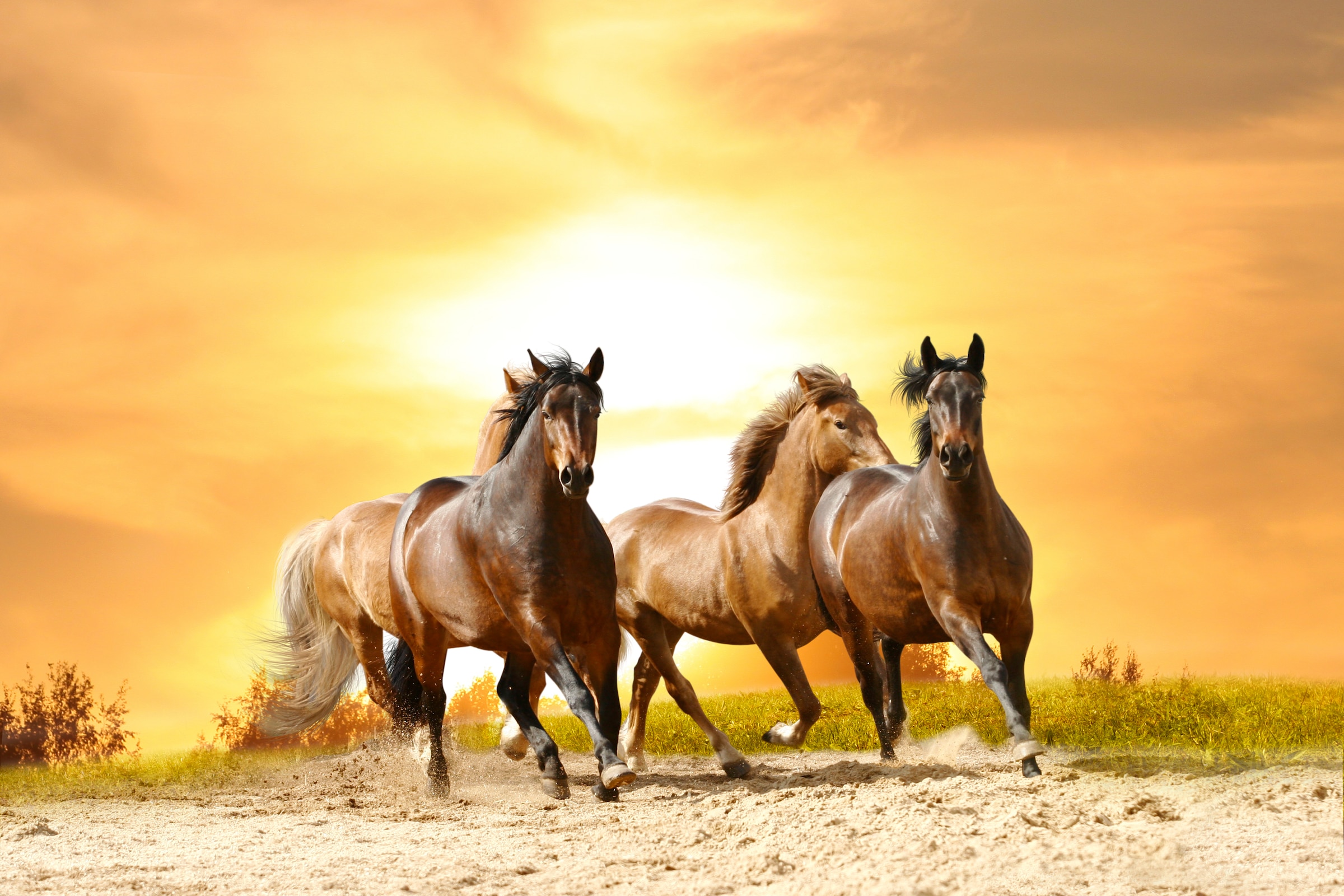 Image of Papermoon Fototapete "Horses Run in Sunset" glatt