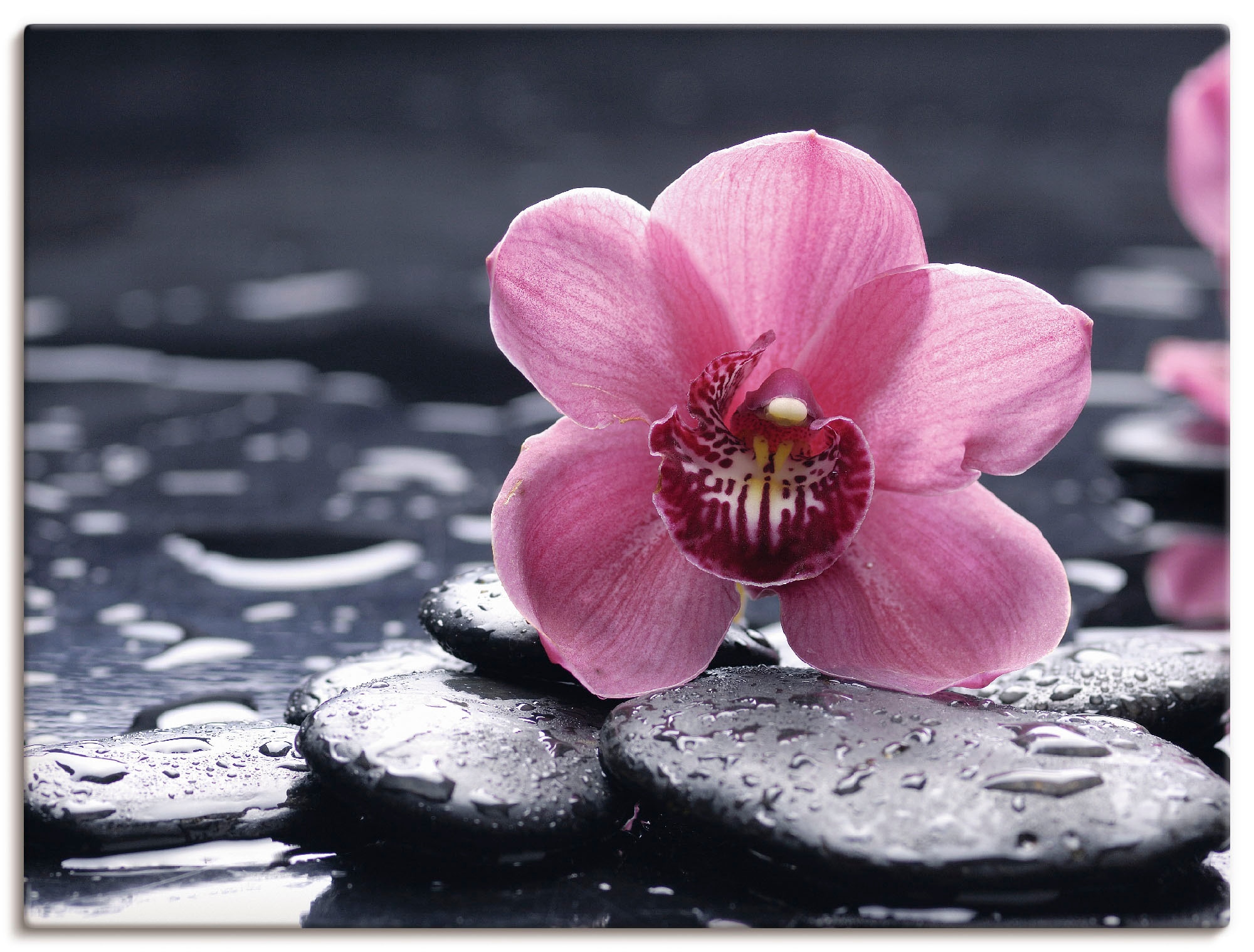 Image of Artland Leinwandbild "Stillleben mit Kiesel und einer Orchidee" Blumen 1 Stk. tlg. auf Holzrahmen gespannt