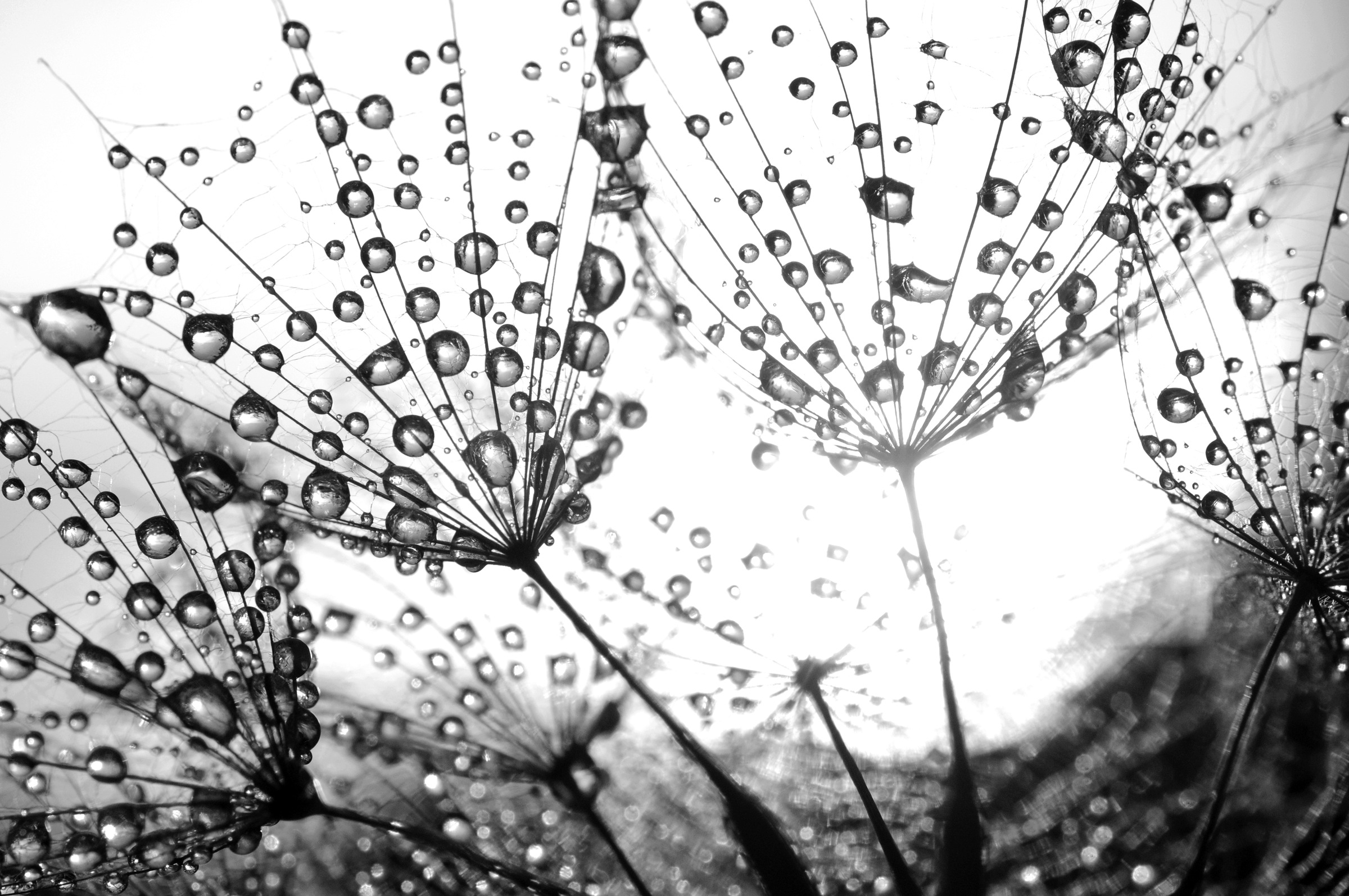 Image of Papermoon Fototapete »Pflanzen Schwarz & Weiss«, Vliestapete, hochwertiger Digitaldruck, inklusive Kleister bei Ackermann Versand Schweiz