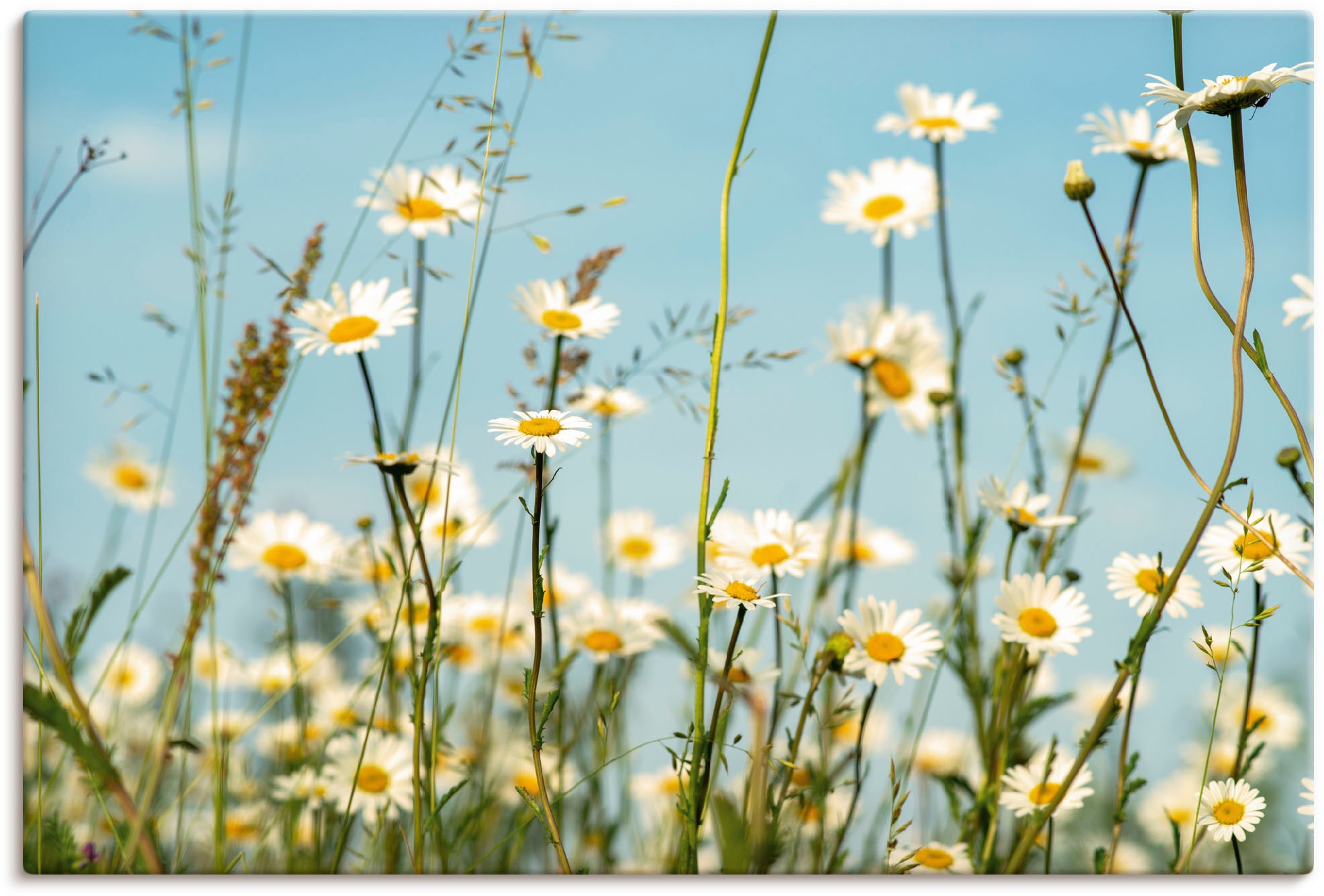 Image of Artland Leinwandbild "Margeriten vor Sommer Himmel" Blumenbilder 1 Stk. tlg. auf Holzrahmen gespannt