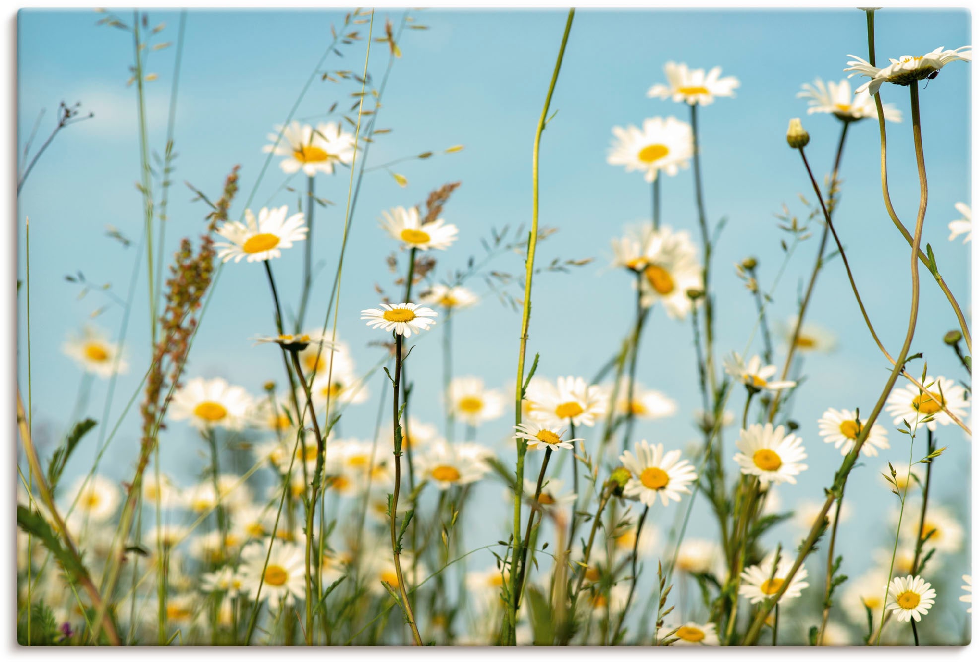 Image of Artland "Margeriten vor Sommer Himmel" Blumenbilder 1 Stk. tlg. auf Holzrahmen gespannt