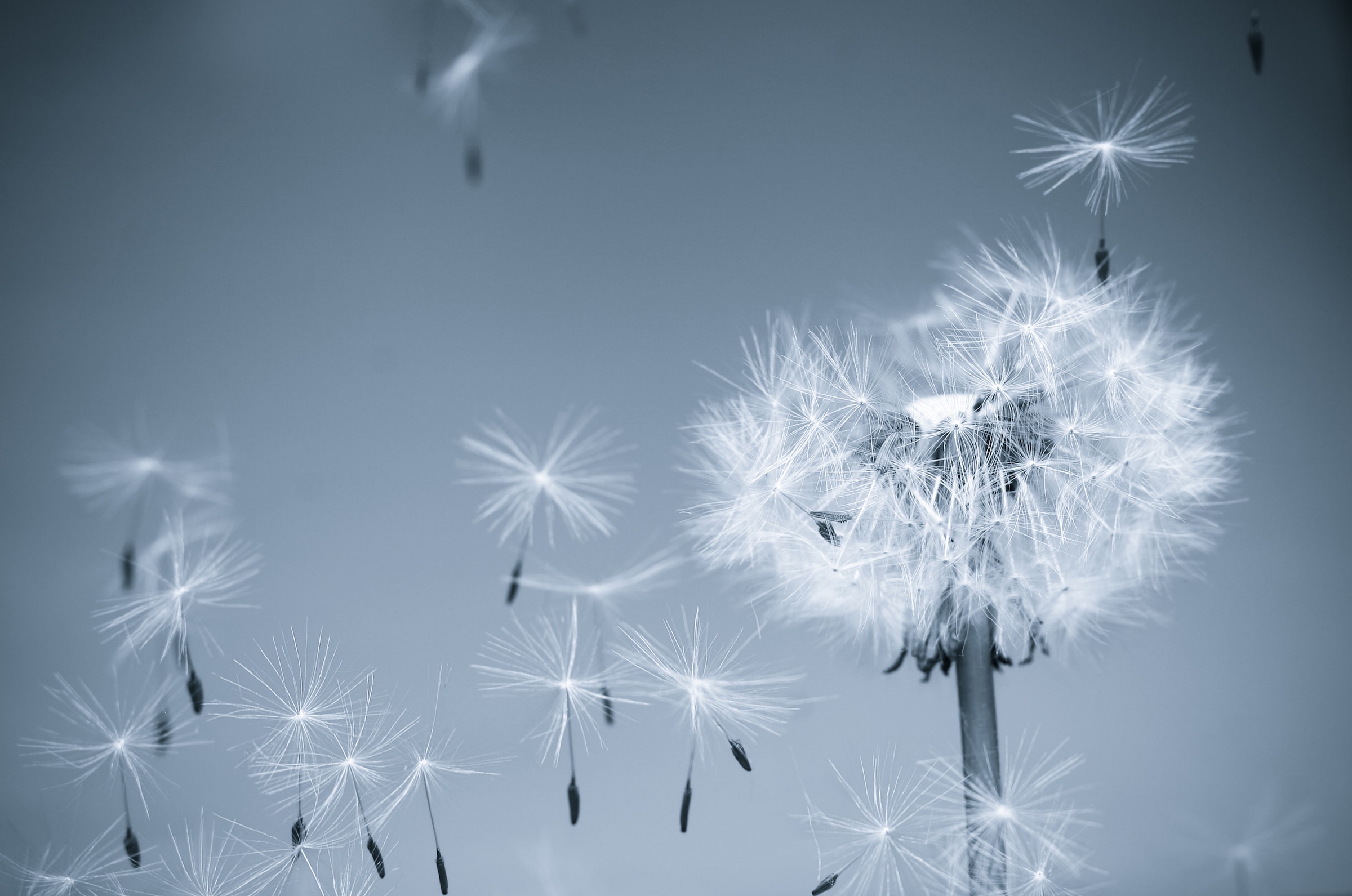 Image of Papermoon Fototapete "Dandelion in the Wind" glatt