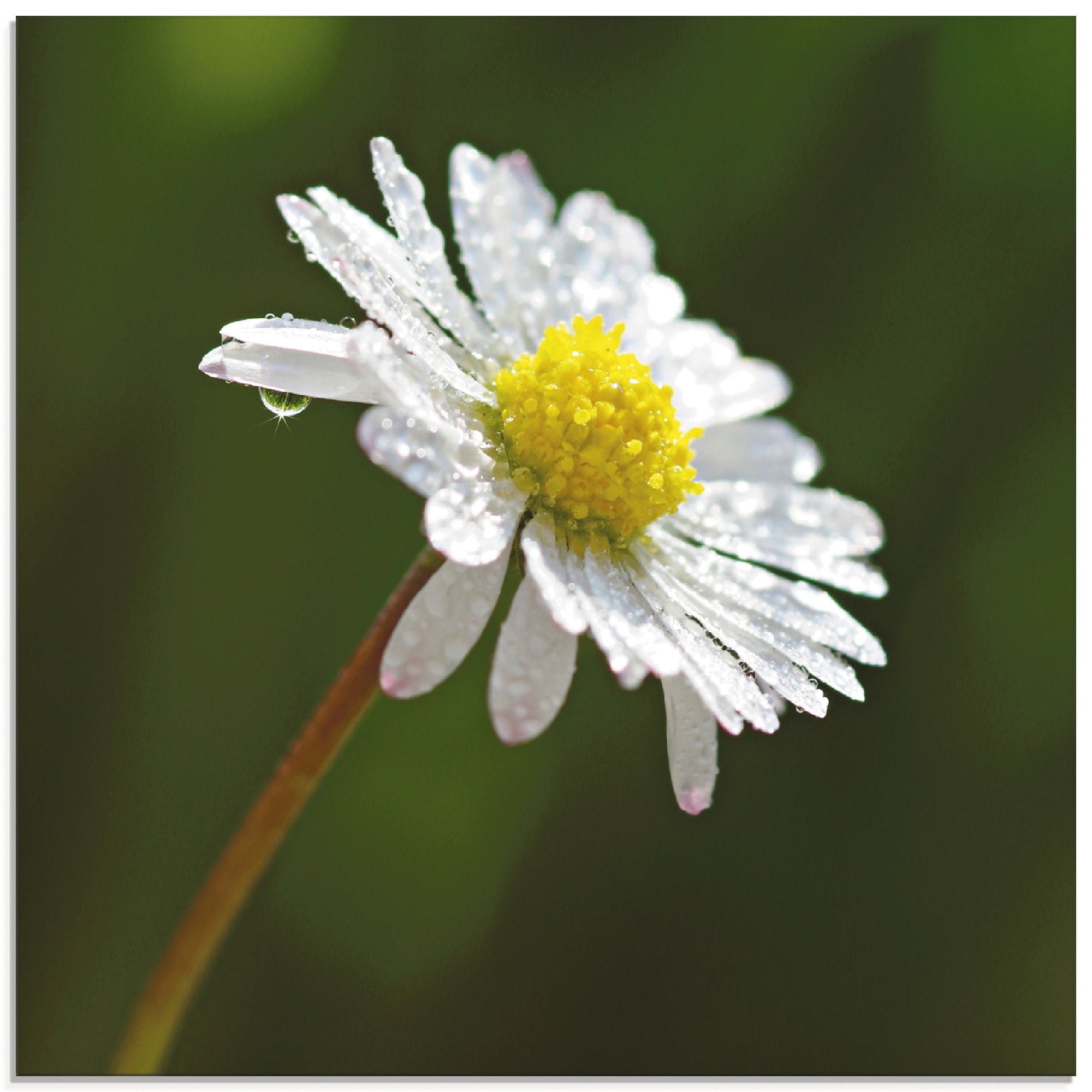 Image of Artland Glasbild "Gänseblümchen" Blumen 1 Stk. tlg. in verschiedenen Grössen