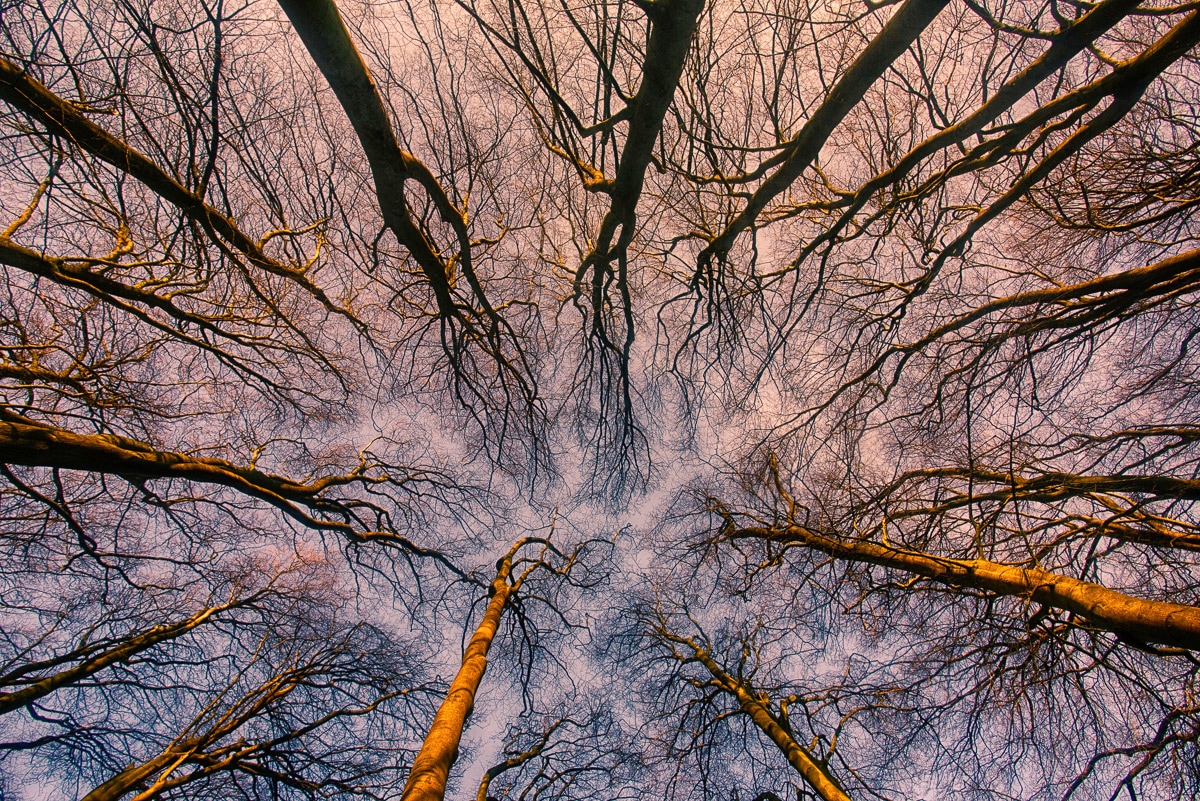 Papermoon Fototapete »Sonnenaufgang durch den Wald«