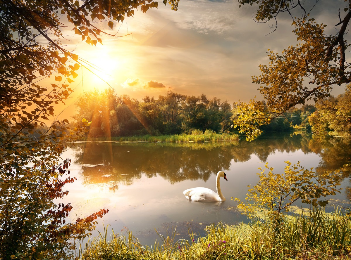 Image of Papermoon Fototapete »Schwan am Teich«, Vliestapete, hochwertiger Digitaldruck bei Ackermann Versand Schweiz