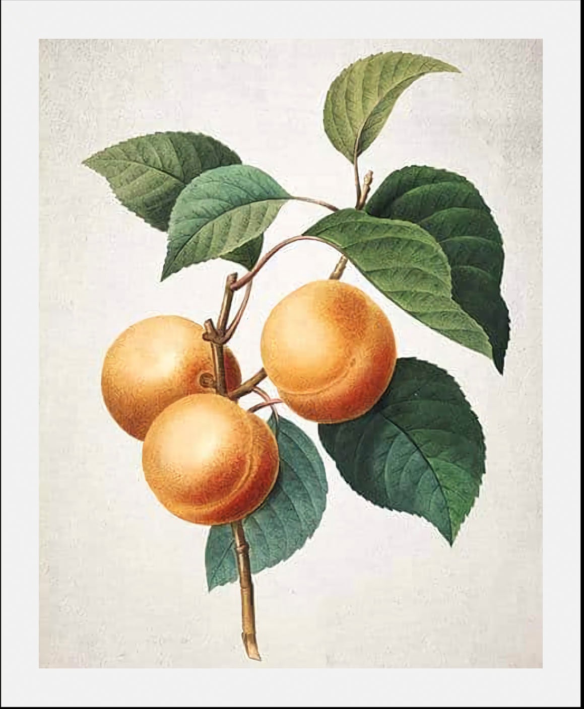 queence Image »Fidel« 1 cuis tlg. gerahmt