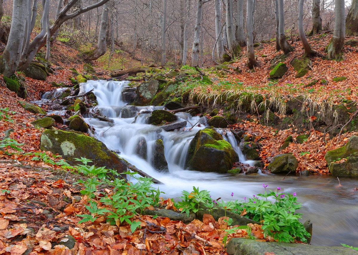 Image of Papermoon Fototapete "Fluss durch Wald"
