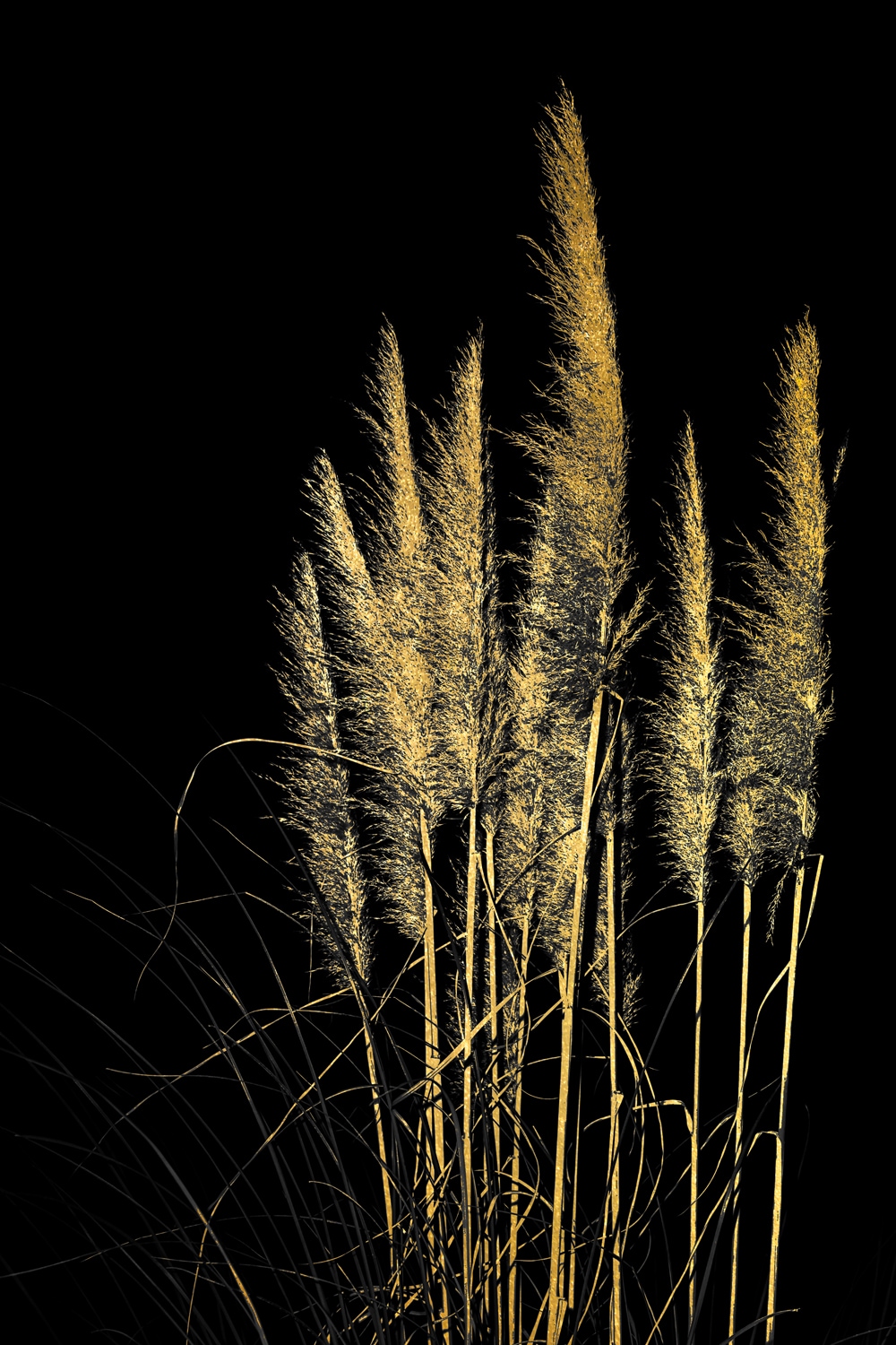 Acrylglasbild »Pampas Gras - Acrylbilder mit Blattgoldfarben veredelt«, (1 St.),...