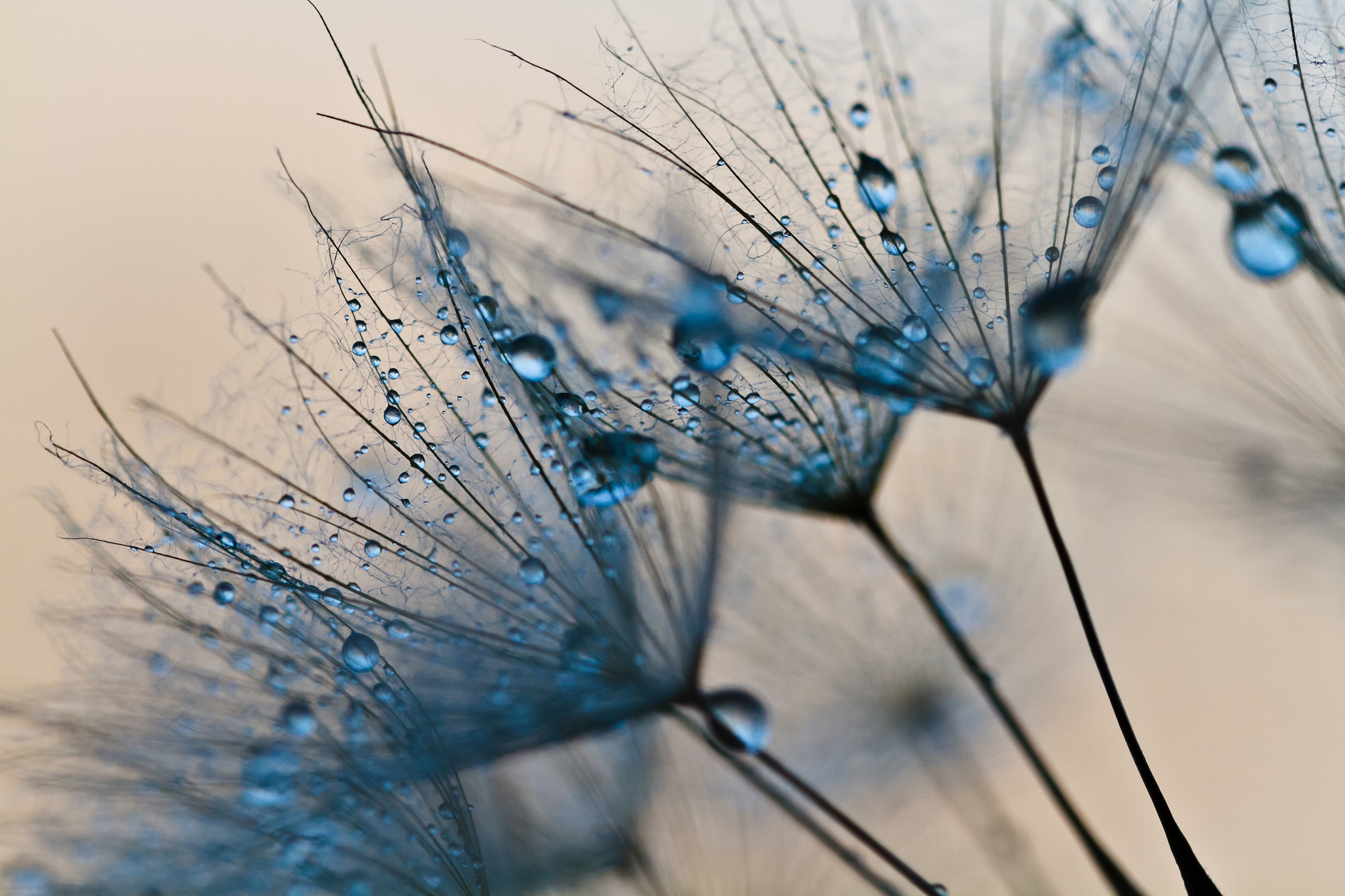 Image of Papermoon Fototapete "Abstract Dandelions" glatt
