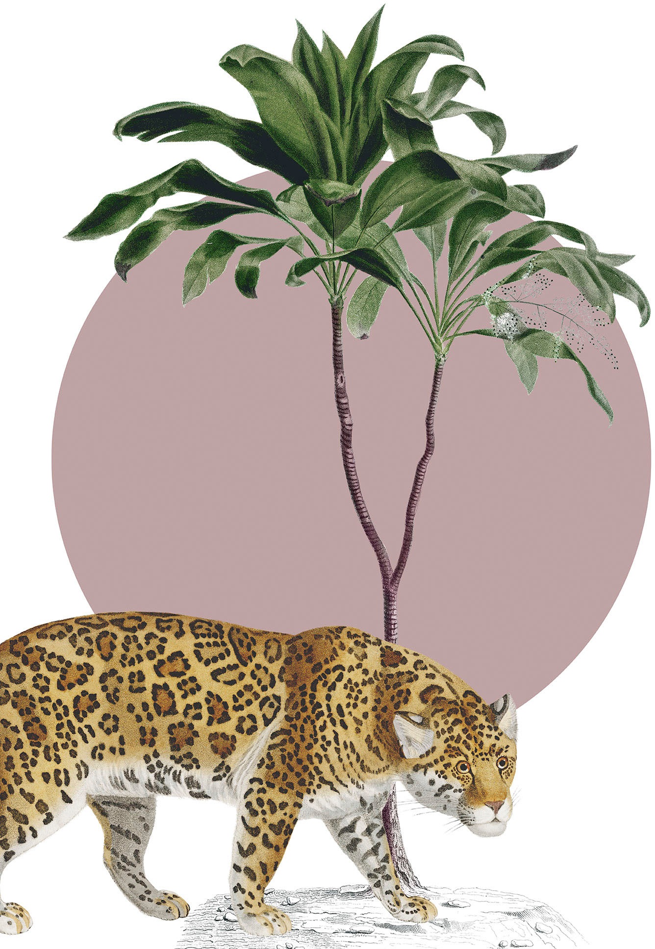 Image of Komar Wandbild »Botanical Garden Jaguar«, (1 St.), Deutsches Premium-Poster Fotopapier mit seidenmatter Oberfläche und hoher Lichtbeständigkeit. Für fotorealistische Drucke mit gestochen scharfen Details und hervorragender Farbbrillanz. bei Ackermann Vers