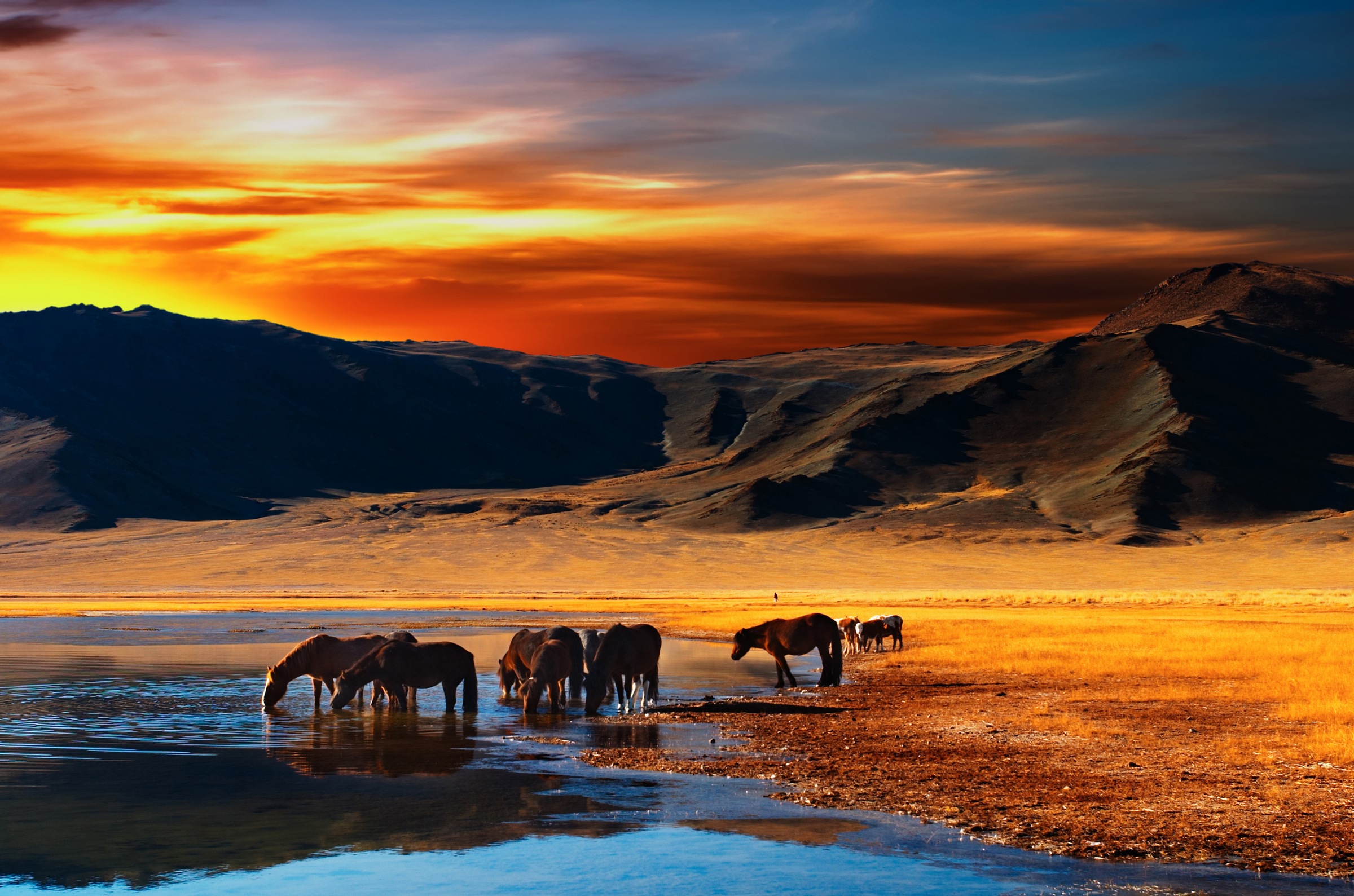 Image of Papermoon Fototapete "Mongolian Horses" glatt