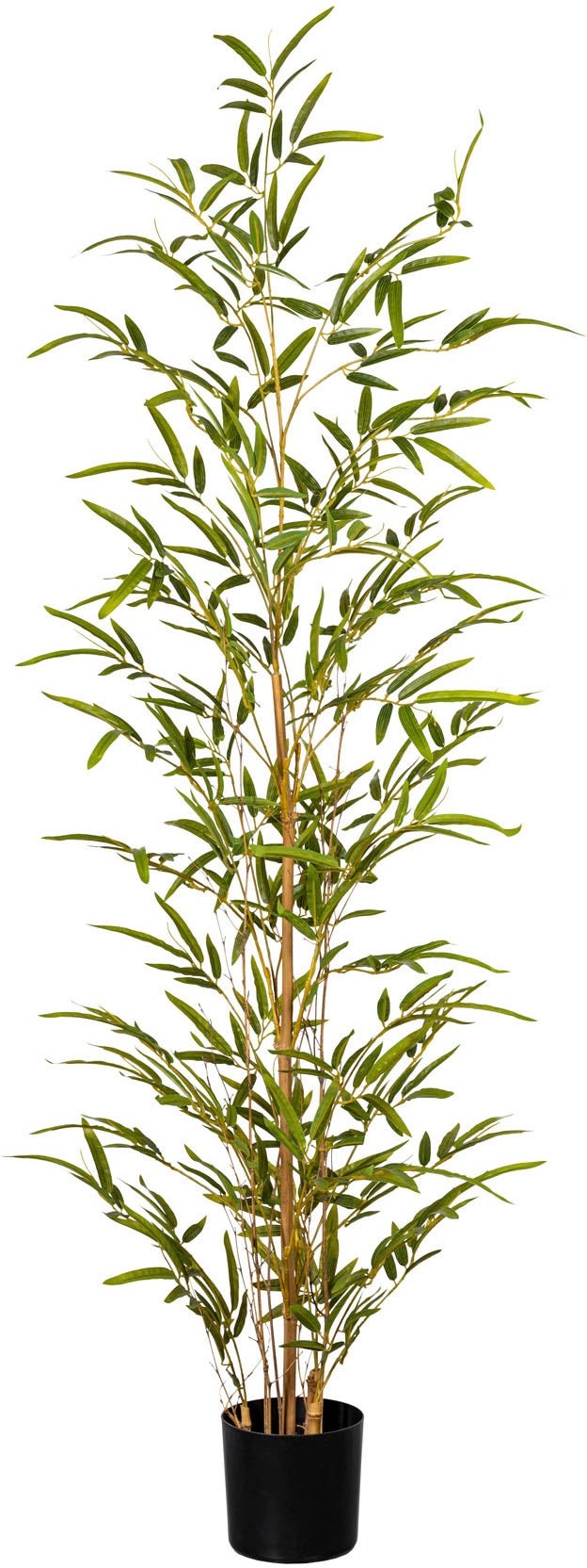 Zimmerpflanze »Bambus« Künstliche kaufen green bequem Creativ