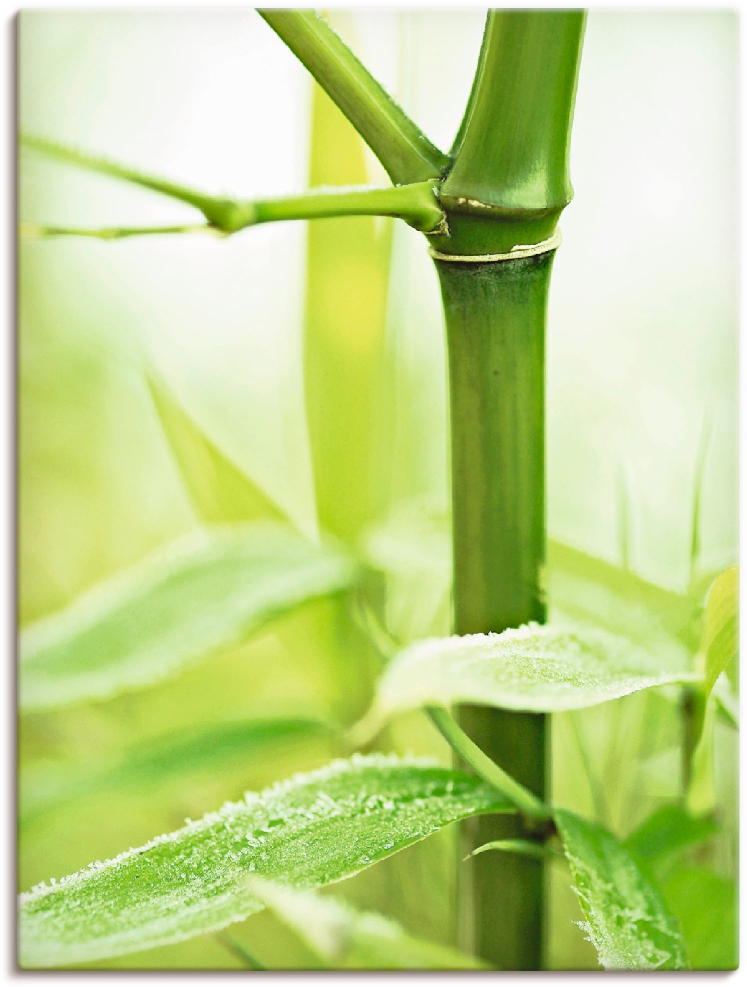 Image of Artland Wandbild »Bambus Zweig«, Gräser, (1 St.), in vielen Grössen & Produktarten -Leinwandbild, Poster, Wandaufkleber / Wandtattoo auch für Badezimmer geeignet bei Ackermann Versand Schweiz