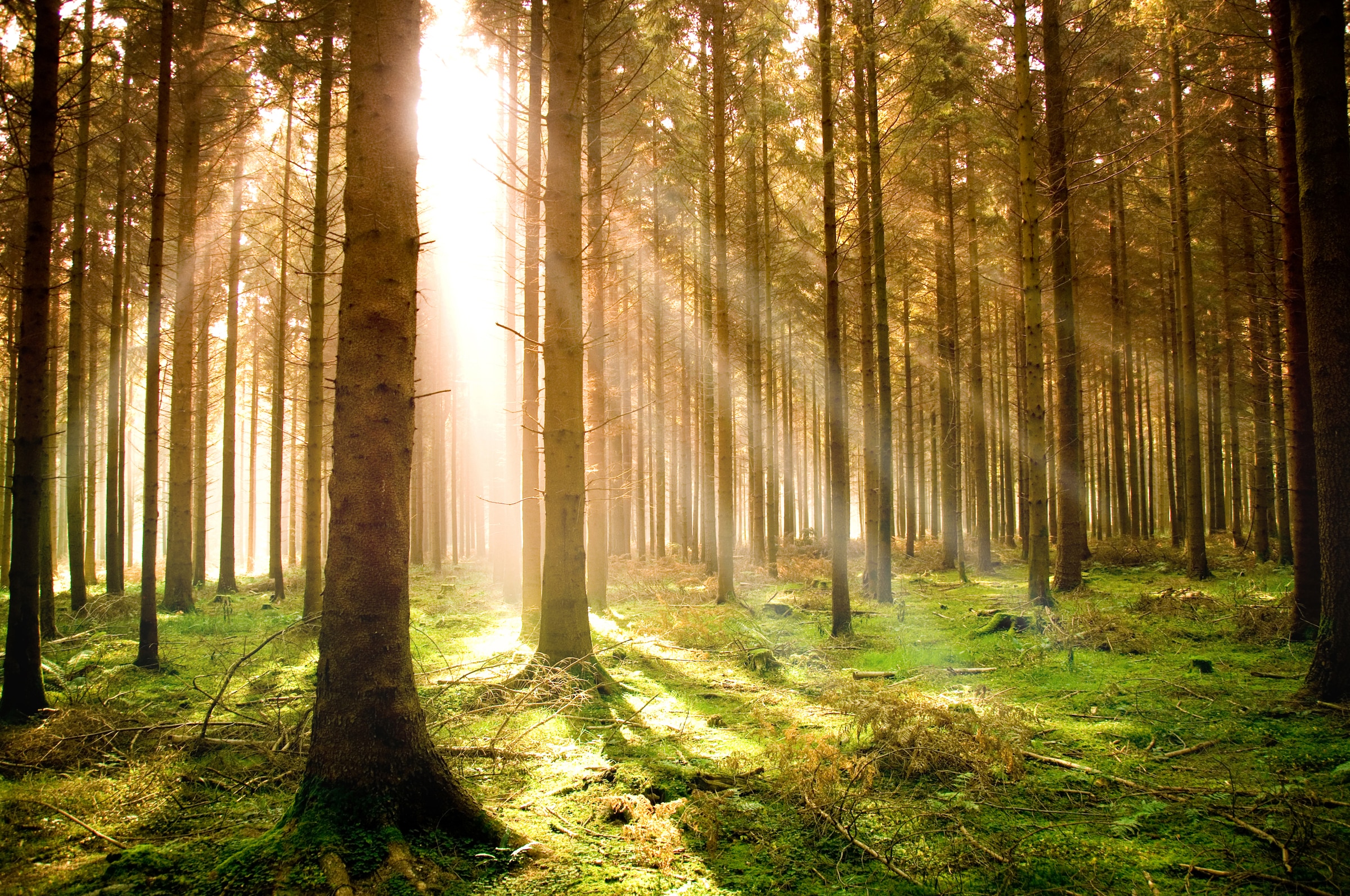 Image of Papermoon Fototapete »Autumn Pine Forest« bei Ackermann Versand Schweiz