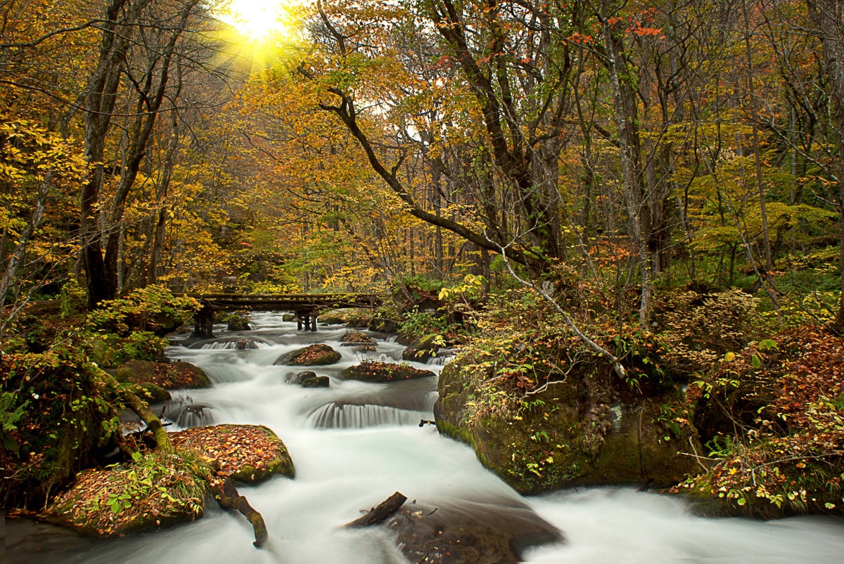 Image of Papermoon Fototapete "WALD-NATUR BÄUME WASSERFALL DSCHUNGEL HERBSTLANDSCHAFT"