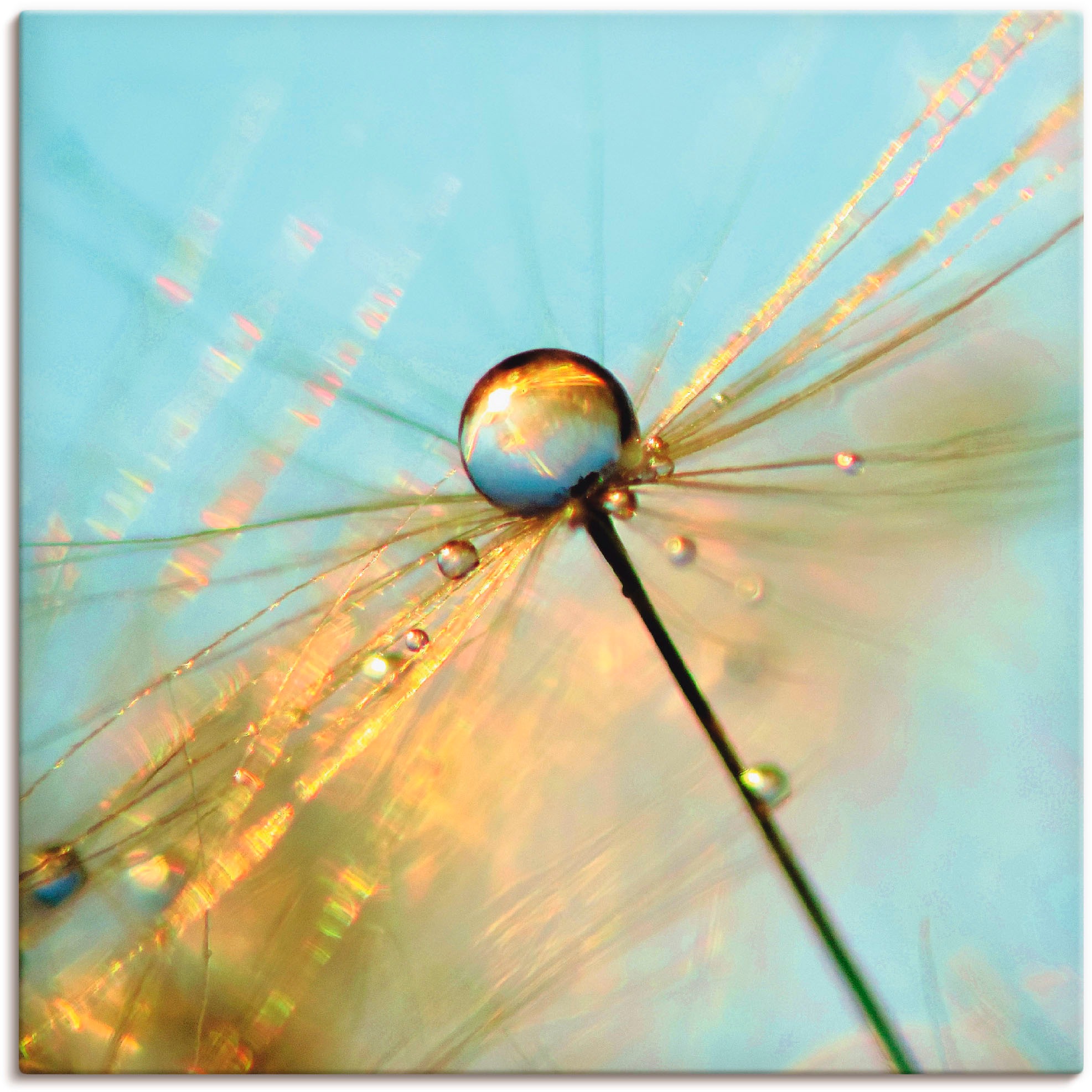 Image of Artland Wandbild »Pusteblume Tautropfen«, Blumen, (1 St.), in vielen Grössen & Produktarten - Alubild / Outdoorbild für den Aussenbereich, Leinwandbild, Poster, Wandaufkleber / Wandtattoo auch für Badezimmer geeignet bei Ackermann Versand Schweiz