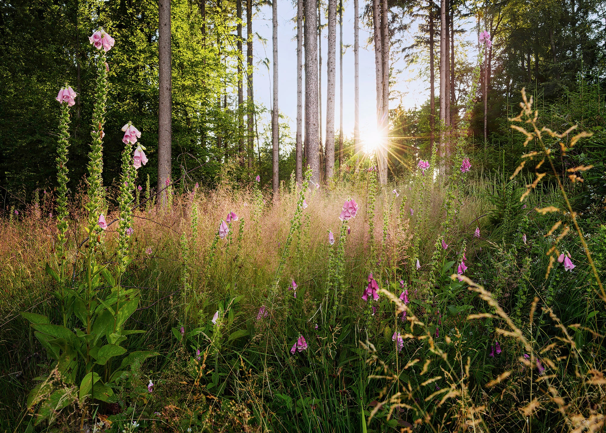 Image of Komar Vliestapete "Digitaldruck Vlies - Summer Glade - Grösse 350 x 250 cm" bedruckt glatt Wohnzimmer, Schlafzimmer