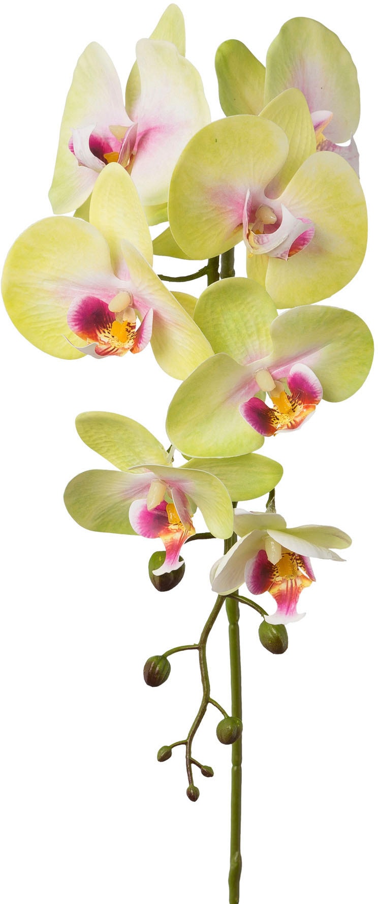 Creativ green Kunstblume »Orchidee Phalaenopsis«