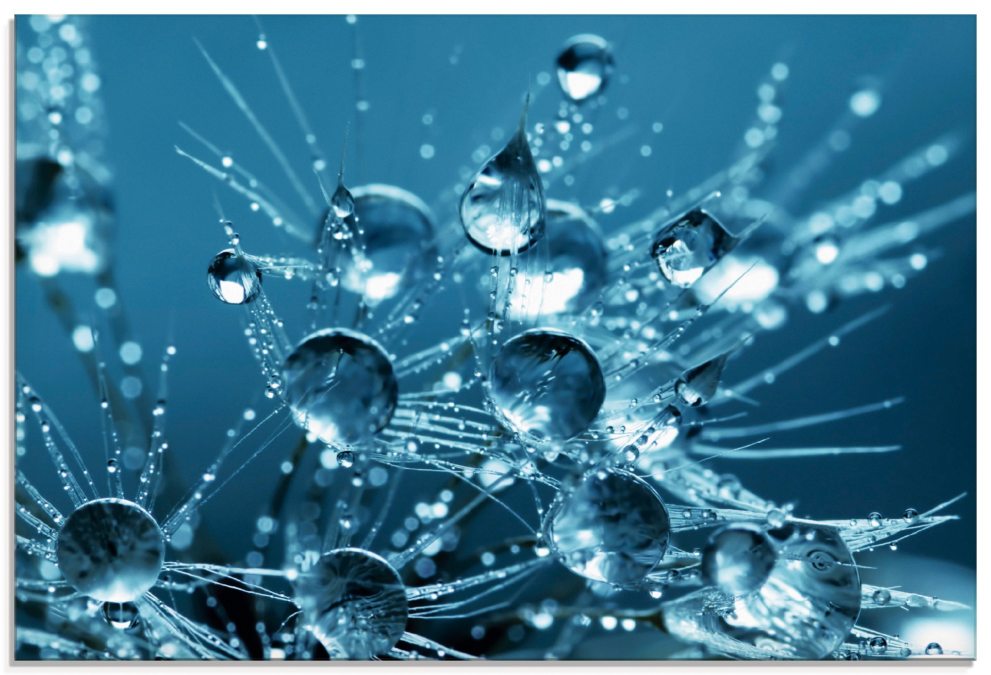 Image of Artland Glasbild »Glitzernde Pusteblume II«, Blumen, (1 St.) bei Ackermann Versand Schweiz