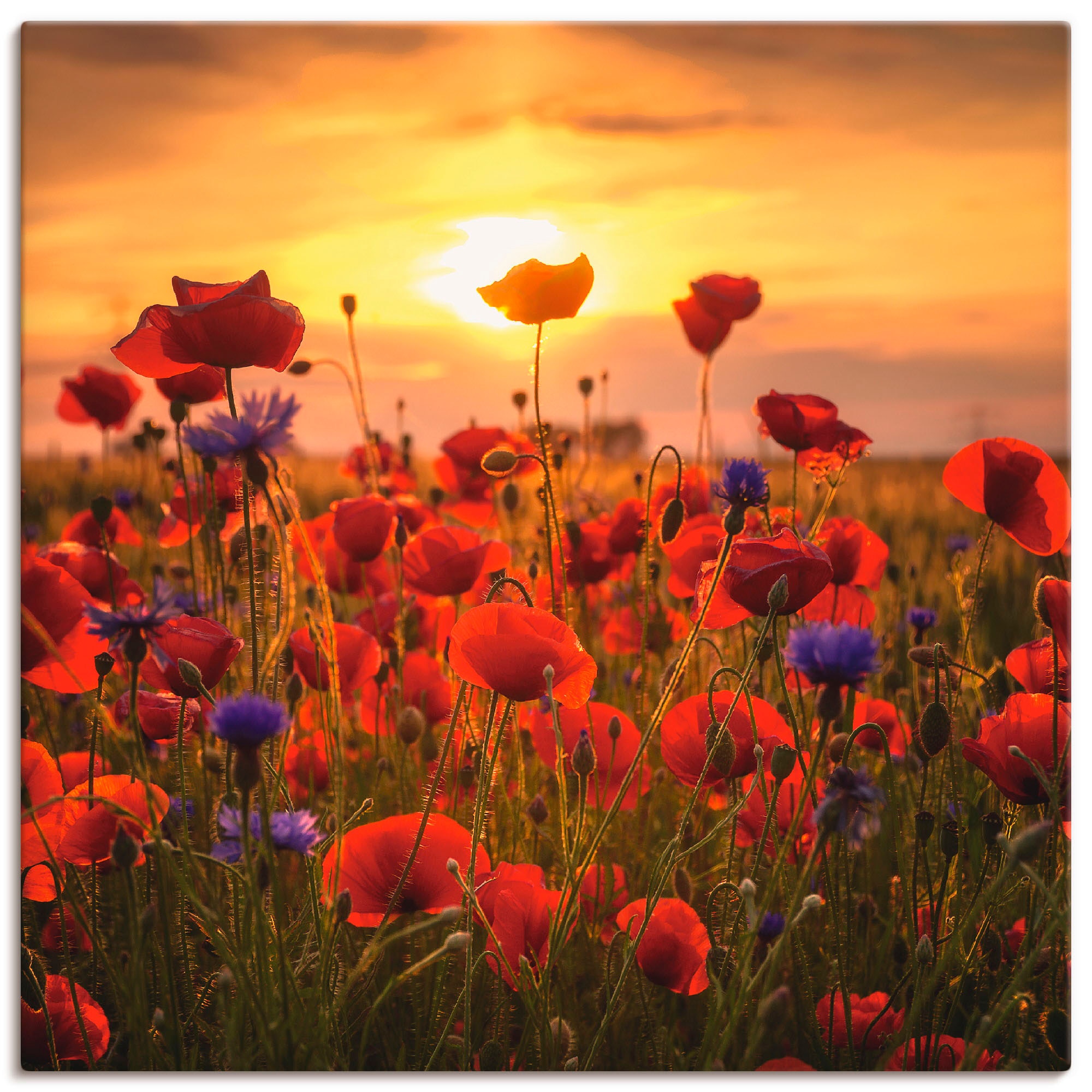 Image of Artland Leinwandbild "Mohnblumen im Abendlicht" Blumen 1 Stk. tlg. auf Holzrahmen gespannt