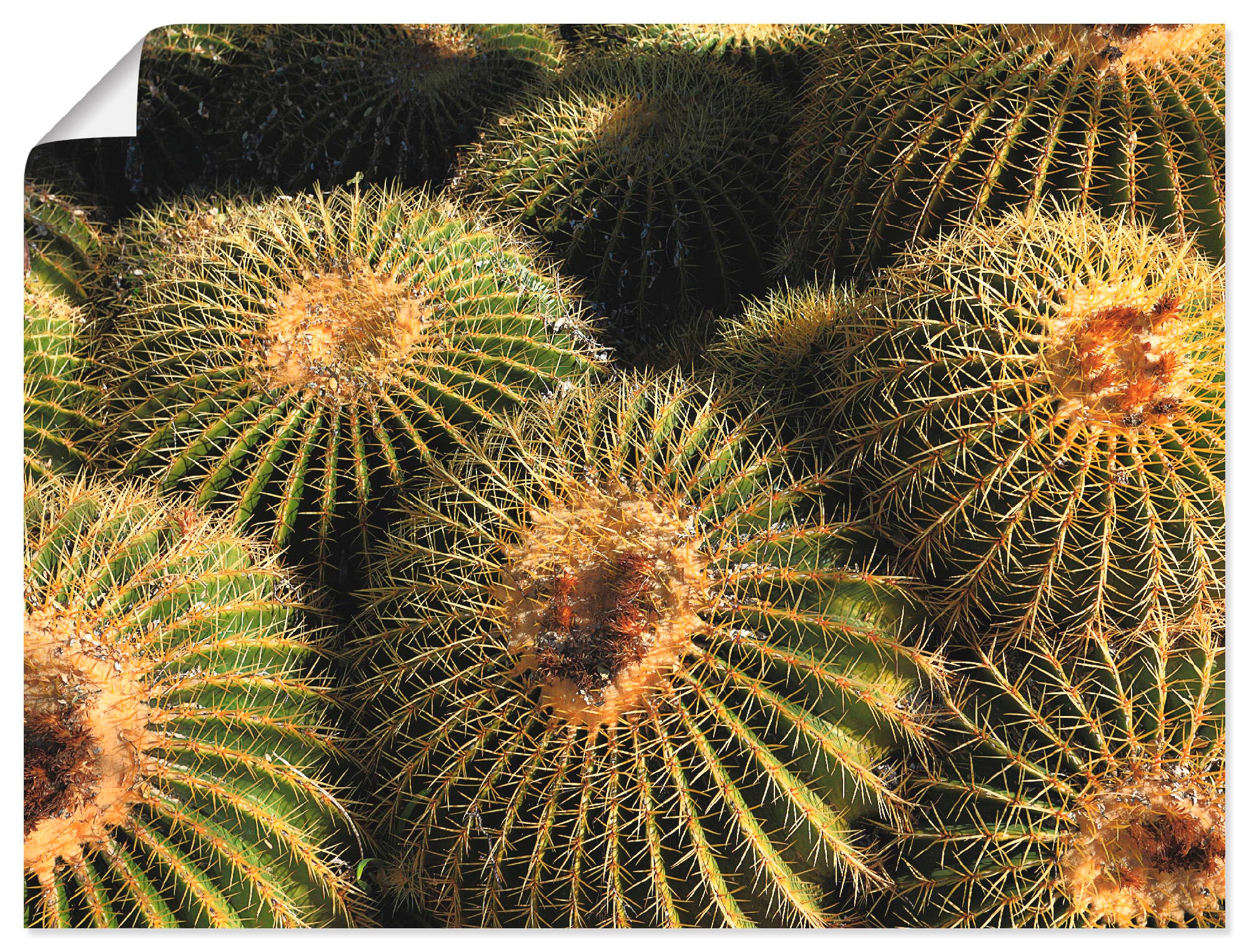 Image of Artland Wandbild »Arizona golden barrels«, Pflanzen, (1 St.), in vielen Grössen & Produktarten - Alubild / Outdoorbild für den Aussenbereich, Leinwandbild, Poster, Wandaufkleber / Wandtattoo auch für Badezimmer geeignet bei Ackermann Versand Schweiz