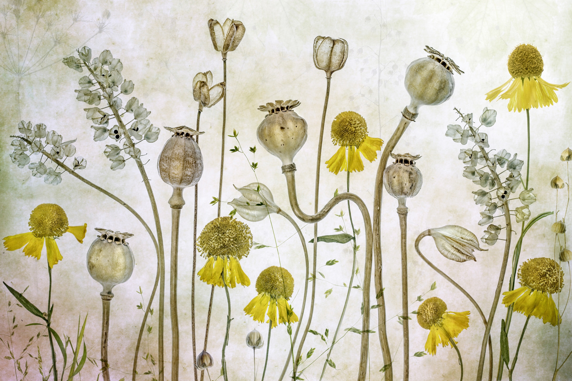 Papermoon Papier peint photo »Photo-Art  MANDY DISHER, MOHNBLUMEN UND HELENIUM«