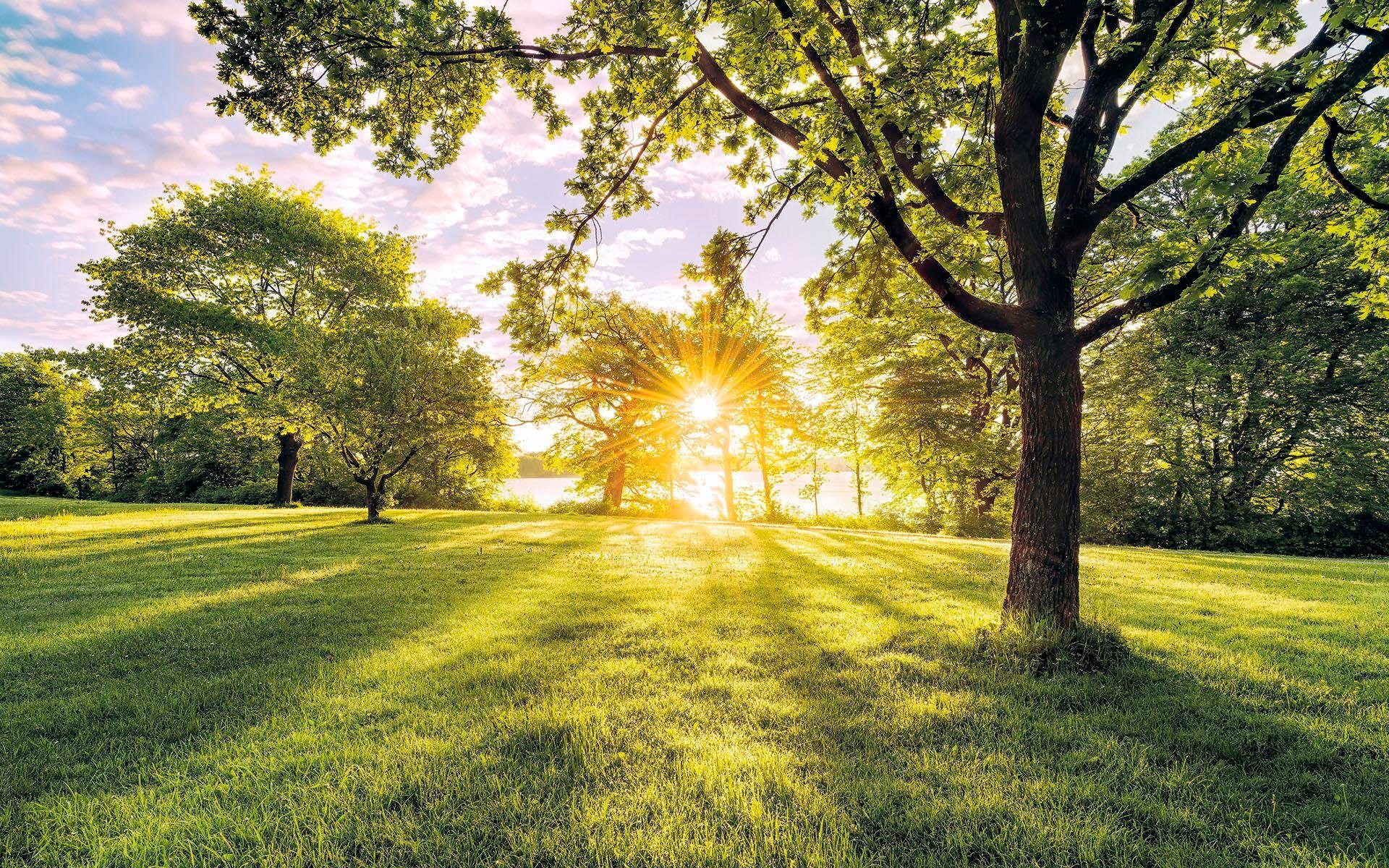 Image of Komar Vliestapete »Hefele Golden moment«, naturalistisch bei Ackermann Versand Schweiz