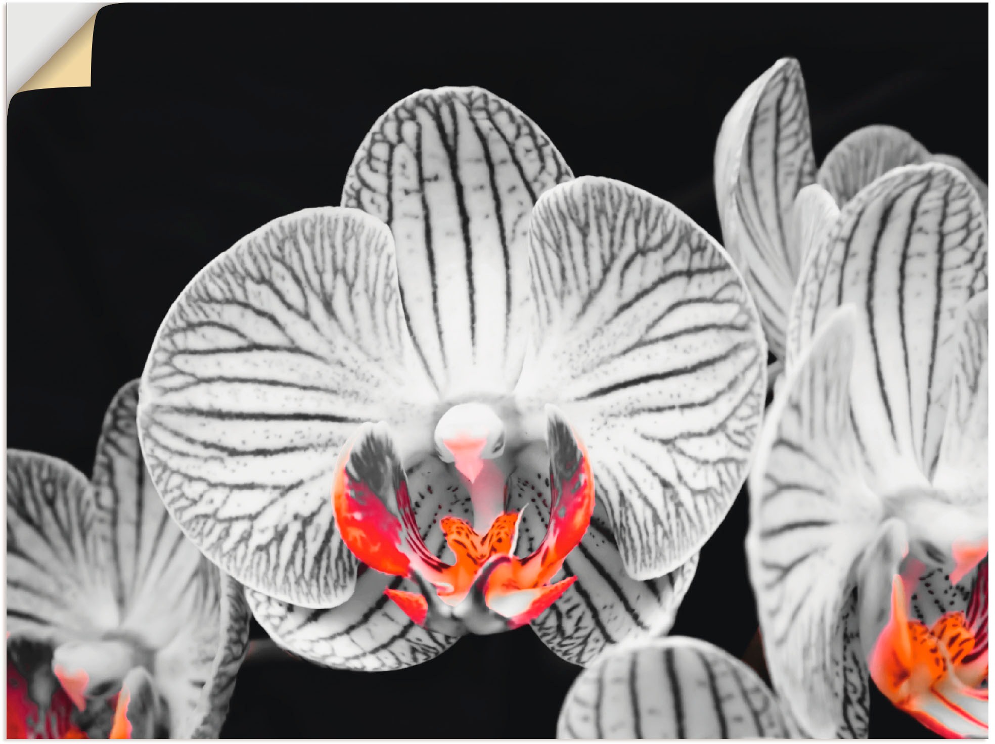 Image of Artland Wandbild »Orchidee abstrakte Collage IV«, Blumen, (1 St.), in vielen Grössen & Produktarten -Leinwandbild, Poster, Wandaufkleber / Wandtattoo auch für Badezimmer geeignet bei Ackermann Versand Schweiz