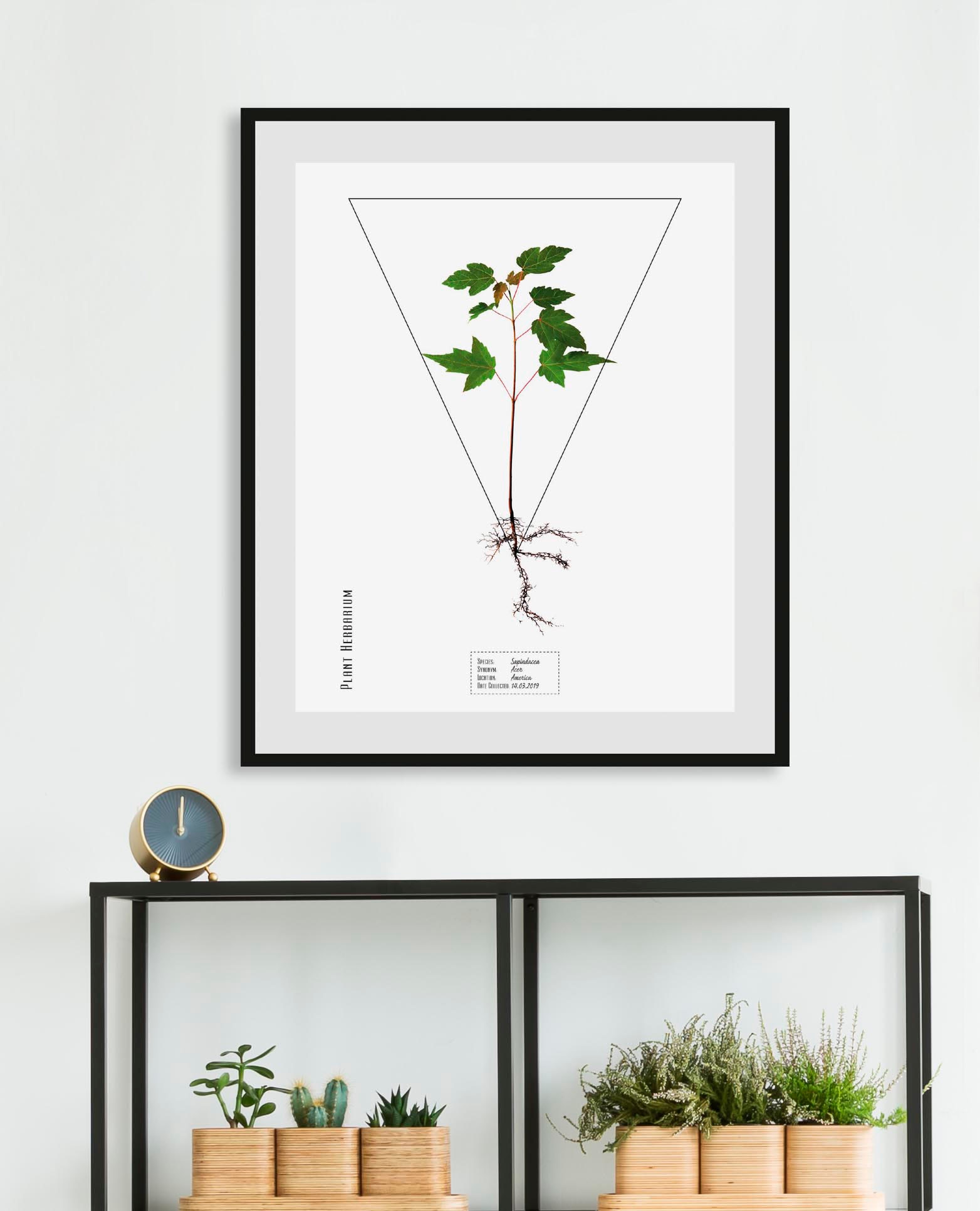 Image of queence Bild "Sapindacea" Pflanzen Pflanzenbilder Schriftzug 1 Stk. tlg. HD Premium Poster-Druck inkl. Holzrahmen