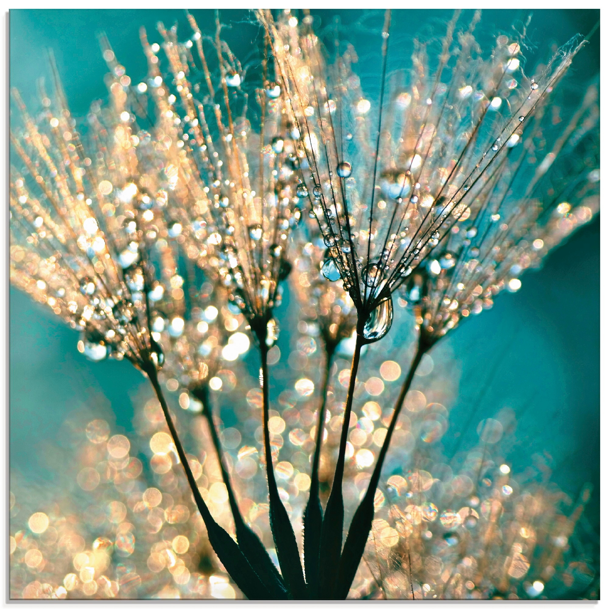 Image of Artland Glasbild "Pusteblume Schirmchen abstrakt" Blumen 1 Stk. tlg. in verschiedenen Grössen