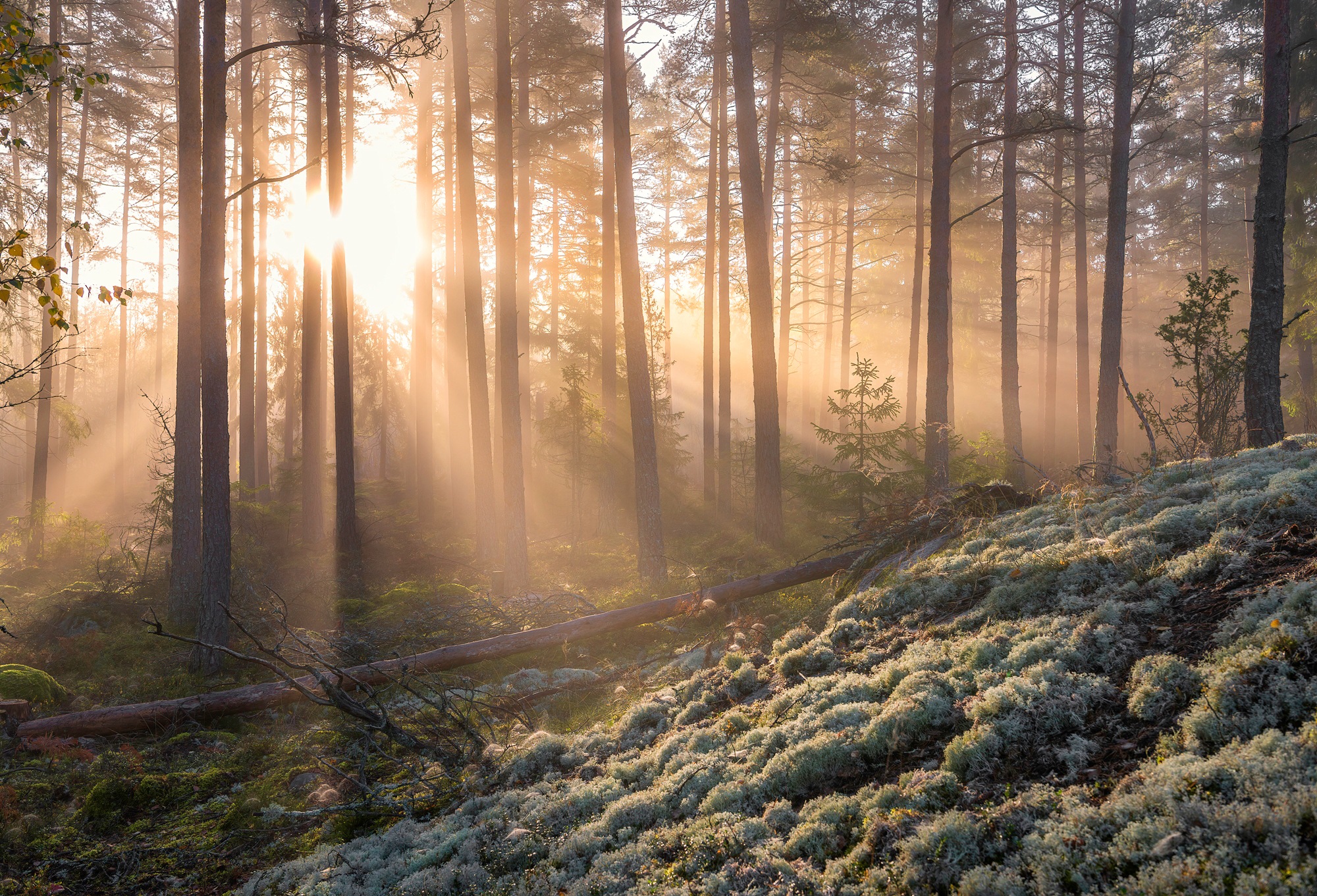 Image of Papermoon Fototapete "CHRISTIAN LINDSTEN, NEBEL IM WALD MIT WEIssEM MOOS IM UNTERGRUND"