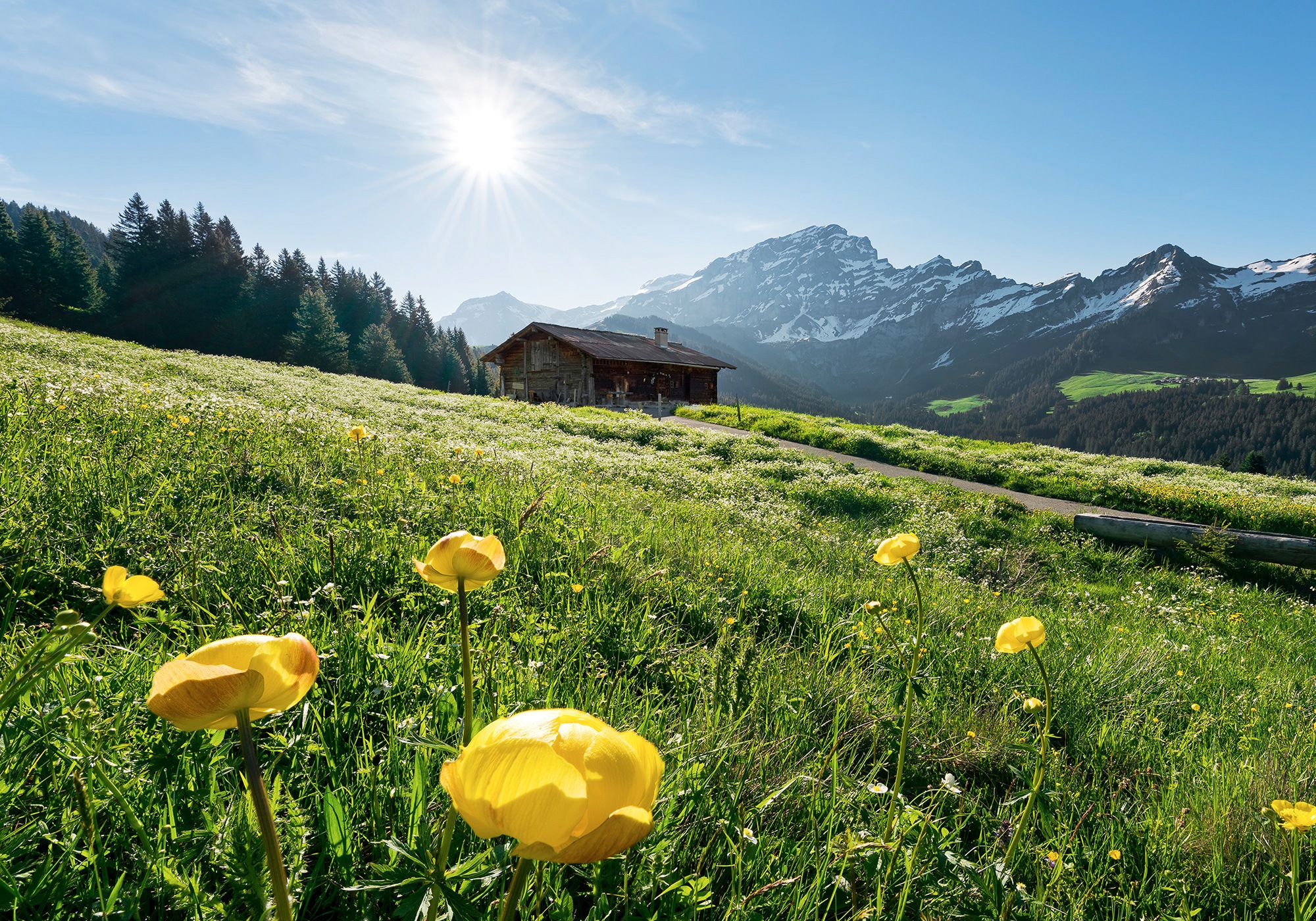 Image of Komar Fototapete »Alpenglück«, mehrfarbig-natürlich-bedruckt bei Ackermann Versand Schweiz