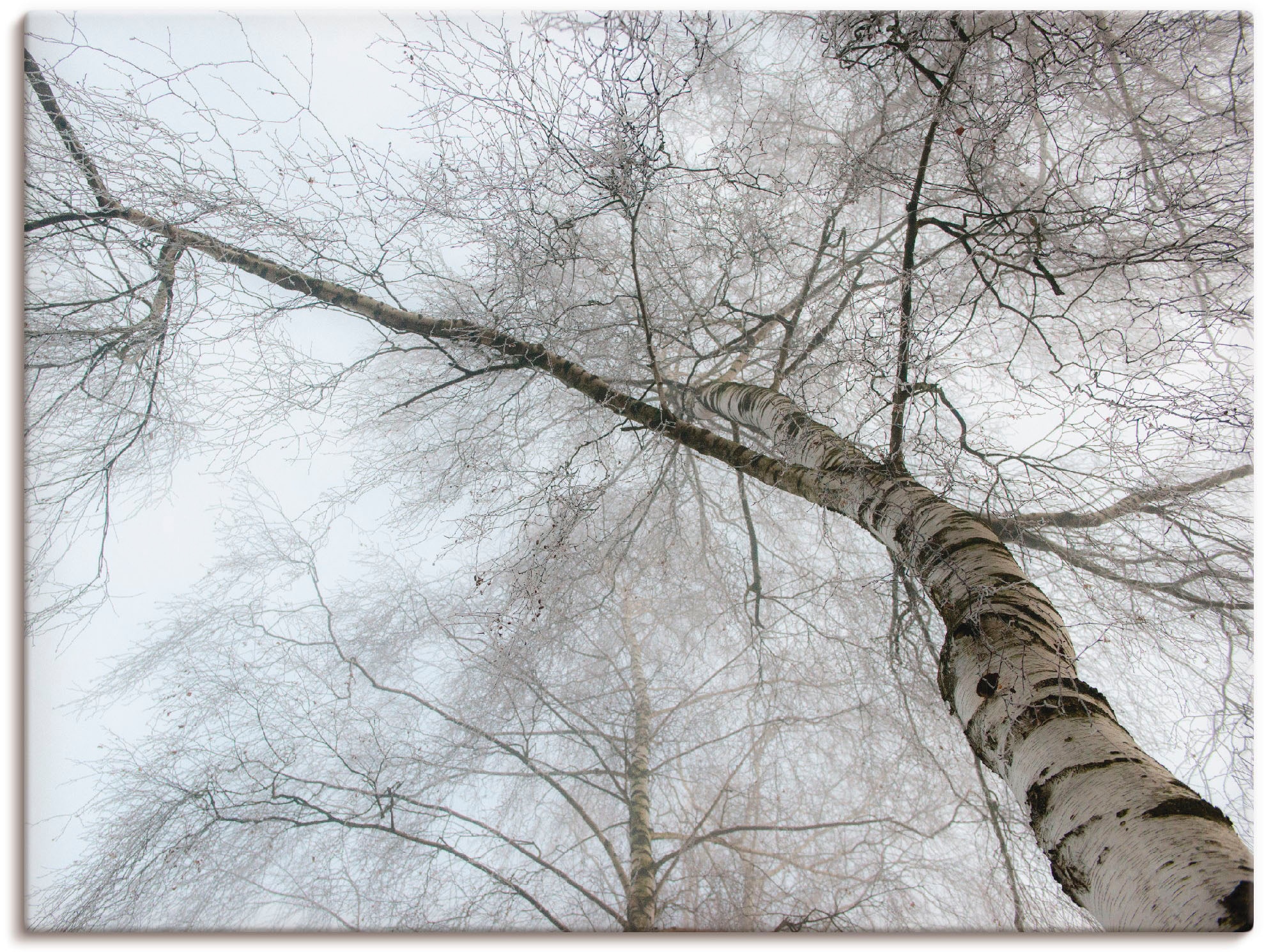 Artland Wandbild »Winter Birke«, Bäume, (1 St.), als Leinwandbild, Wandaufkleber in verschied. Grössen