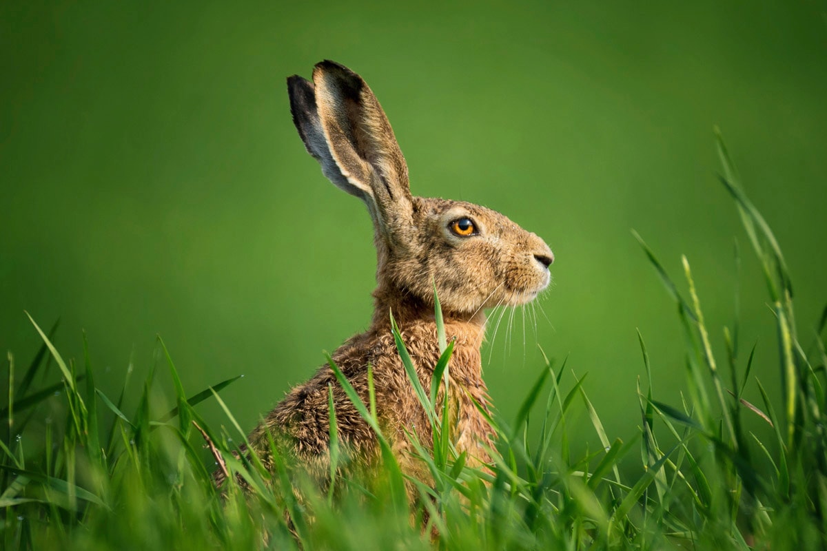 Image of Papermoon Fototapete "hase in wiese"
