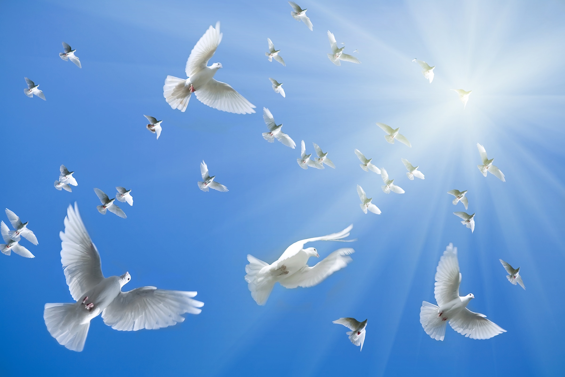 Image of Papermoon Fototapete "White Doves" glatt